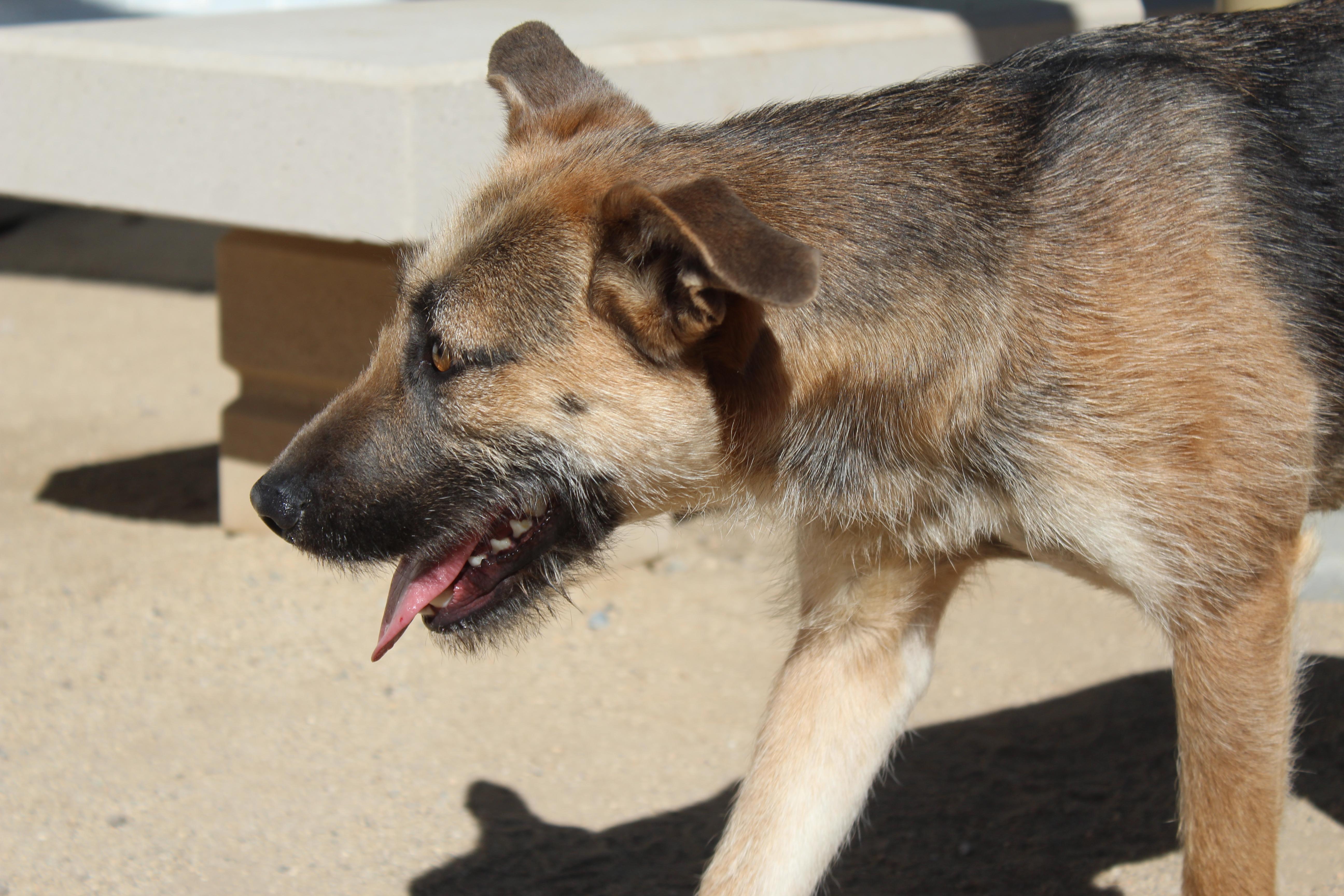 Velma, a ADOPTABLE mixed breed in Yucca Valley, CA image 3/4