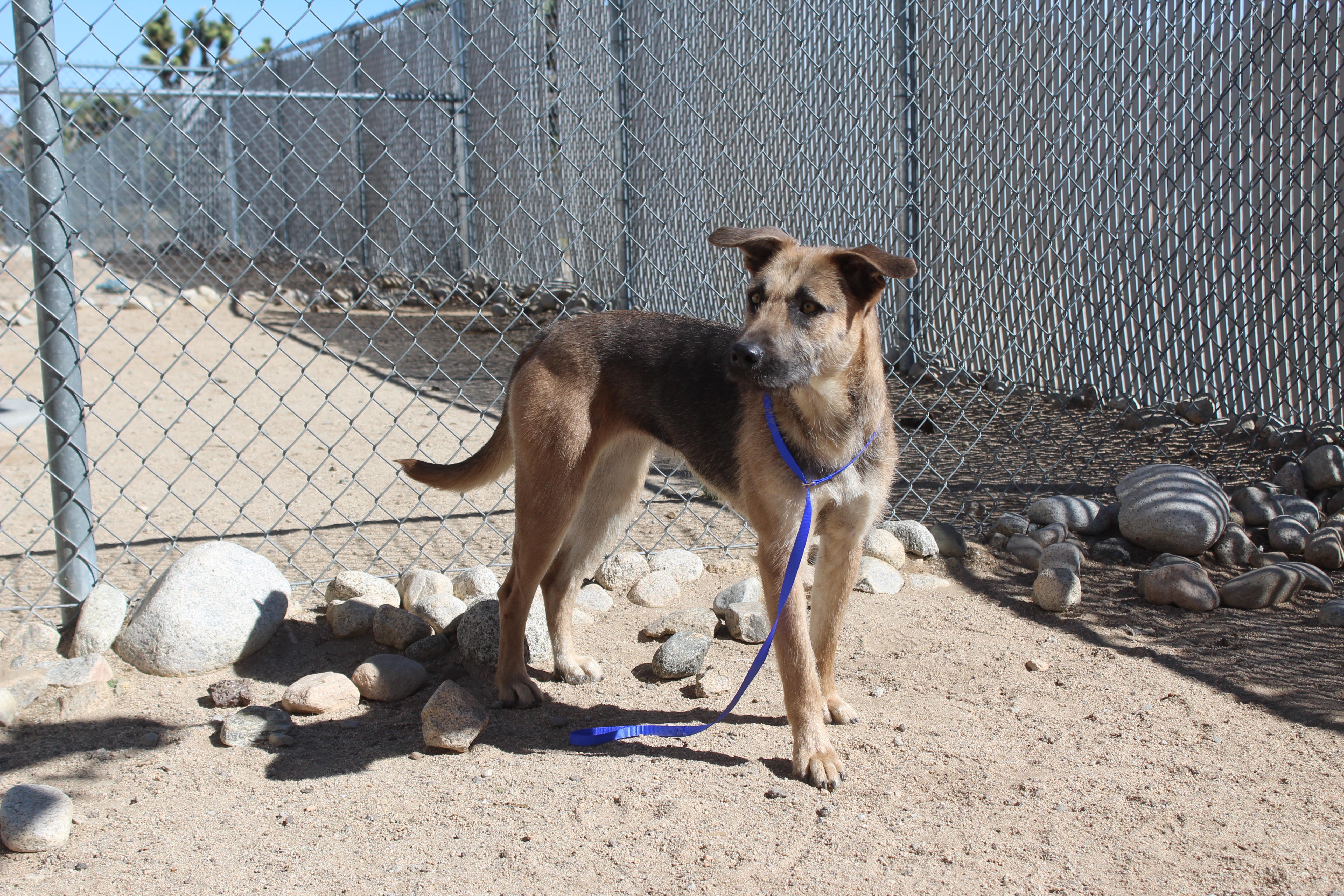 Velma, a ADOPTABLE mixed breed in Yucca Valley, CA image 2/4
