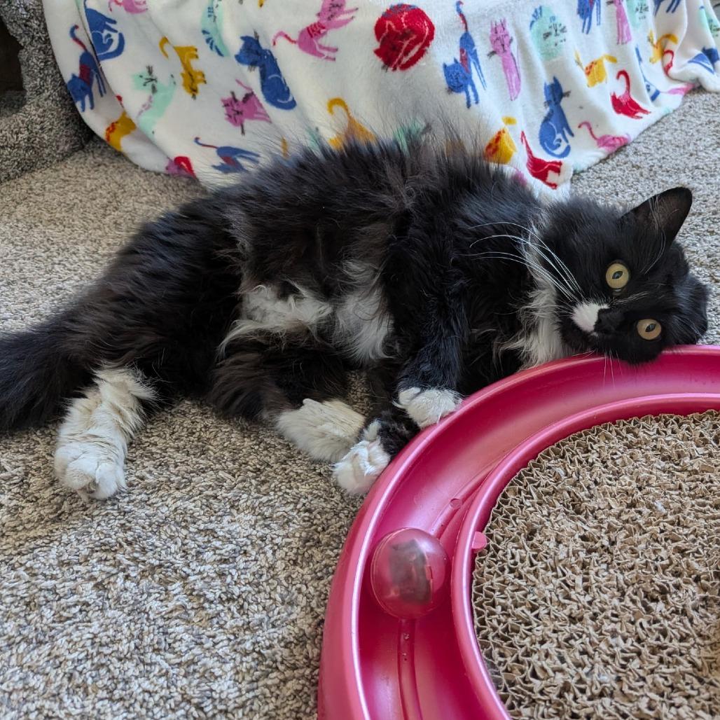 Bella, a Adoptable Domestic Long Hair in Layton, UT image 1/6
