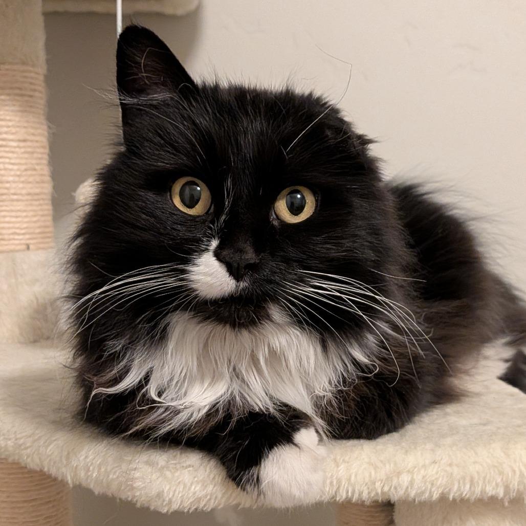 Enlarge Bella, a Adoptable Domestic Long Hair in Layton, UT image 1/2