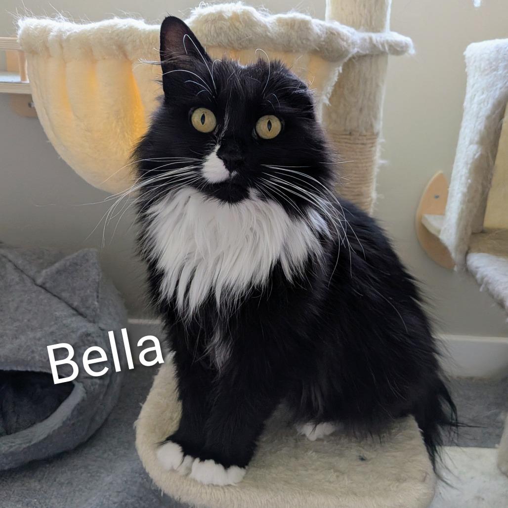 Bella, a Adoptable Domestic Long Hair in Layton, UT image 3/6