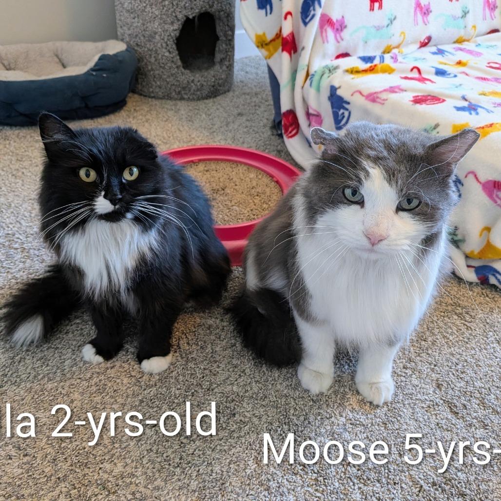 Bella, a Adoptable Domestic Long Hair in Layton, UT image 4/6