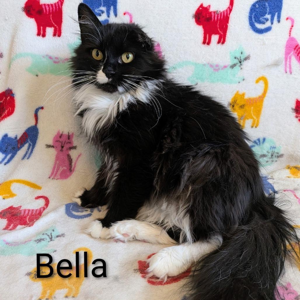 Bella, a Adoptable Domestic Long Hair in Layton, UT image 5/6