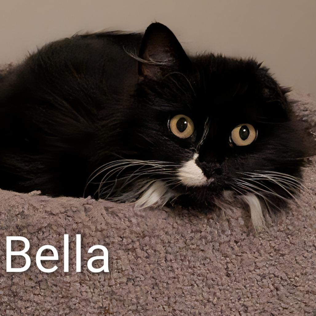 Enlarge Bella, a Adoptable Domestic Long Hair in Layton, UT image 2/2