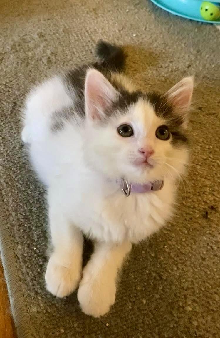Hubba Bubba, Baby Female Maine Coon