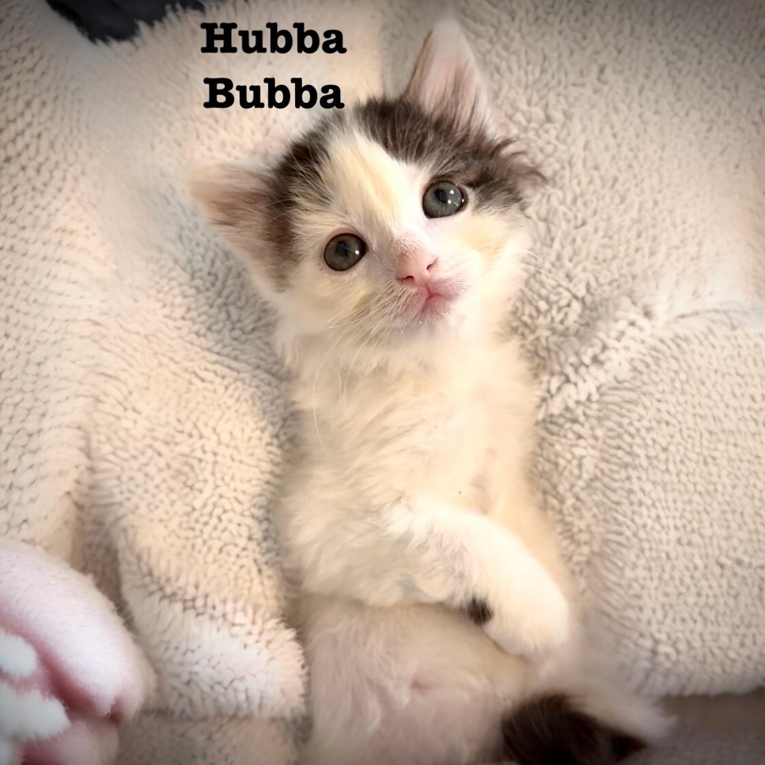 Hubba Bubba photo 3