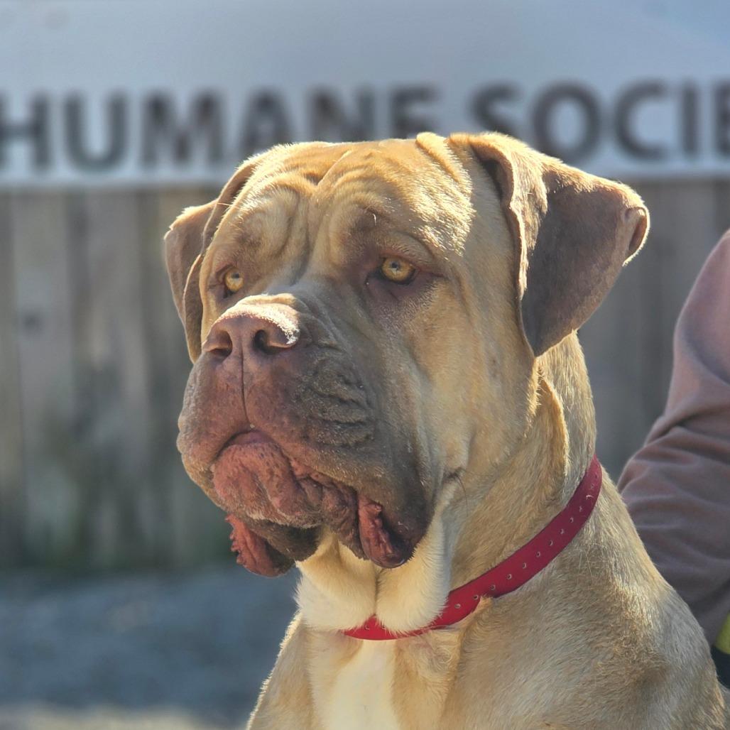 Enlarge Angelo, a Adoptable Cane Corso in Mount Shasta, CA image 1/6