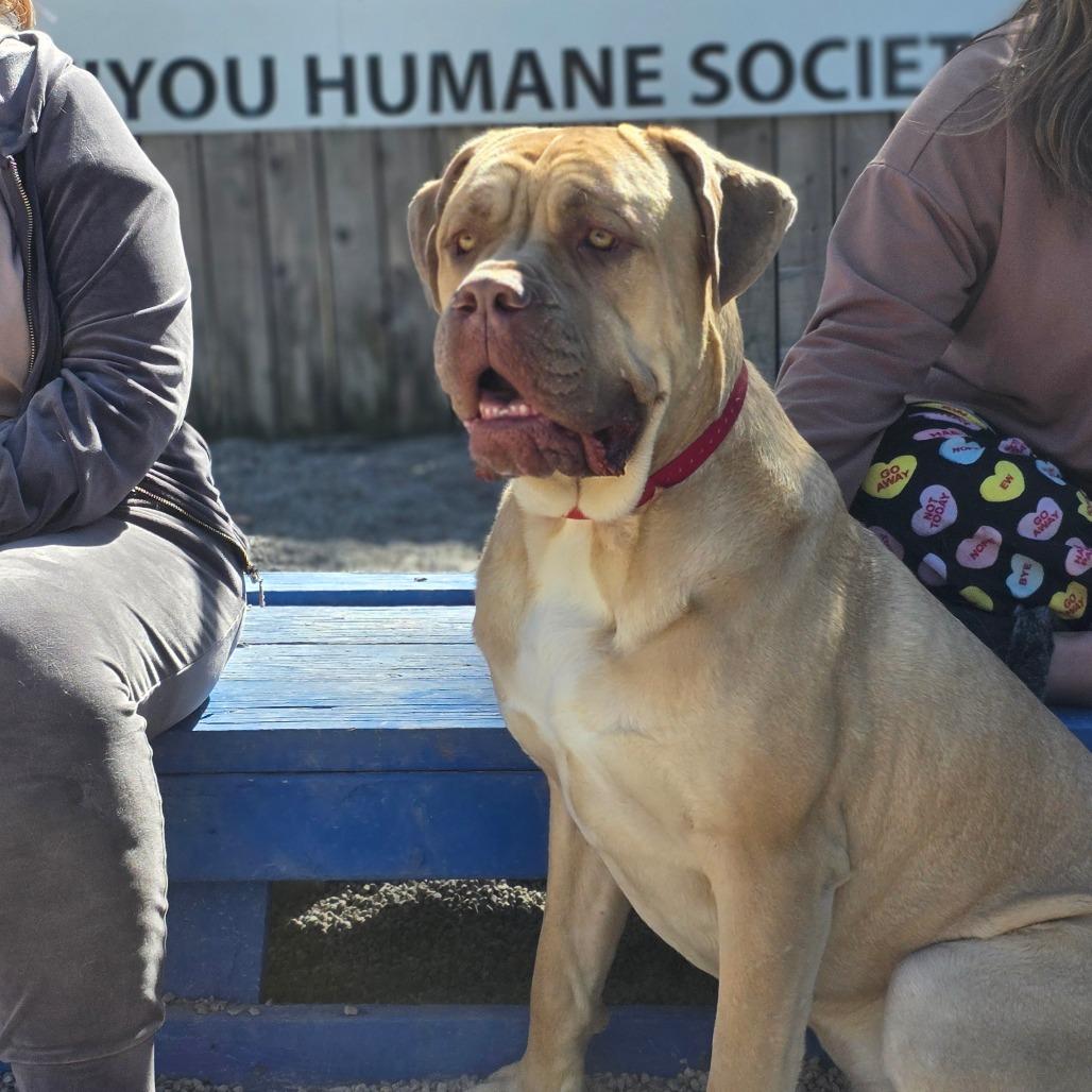 Enlarge Angelo, a Adoptable Cane Corso in Mount Shasta, CA image 2/6