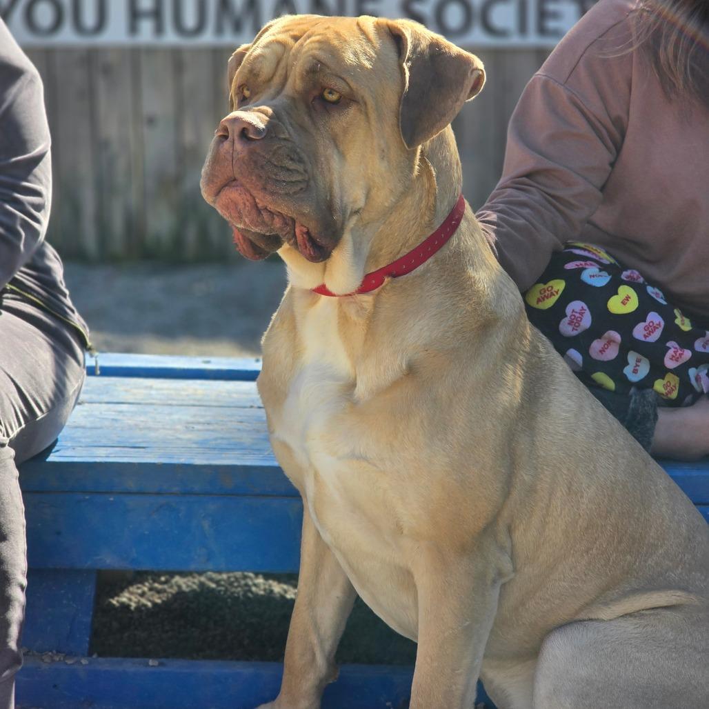Enlarge Angelo, a Adoptable Cane Corso in Mount Shasta, CA image 3/6