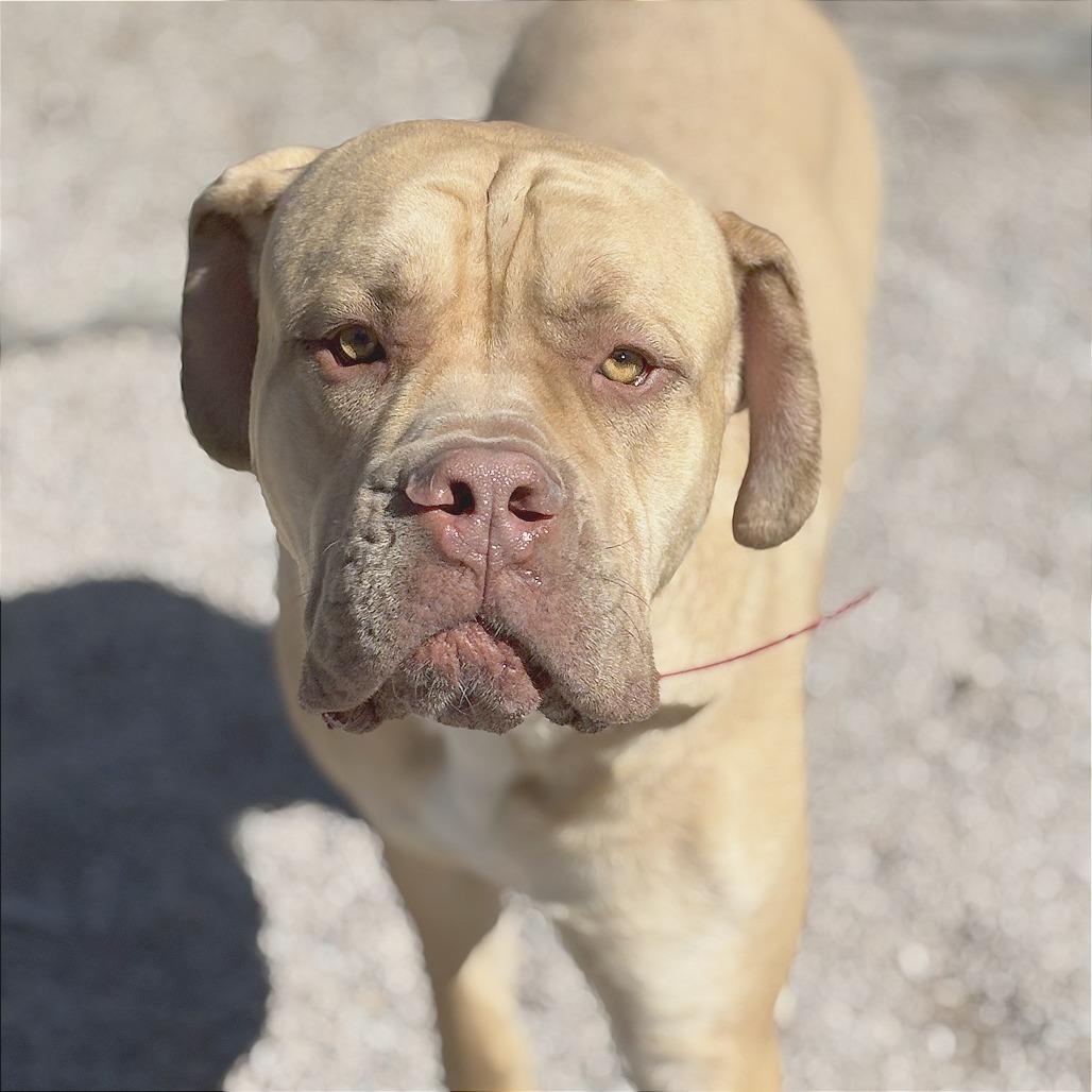 Enlarge Angelo, a Adoptable Cane Corso in Mount Shasta, CA image 4/6