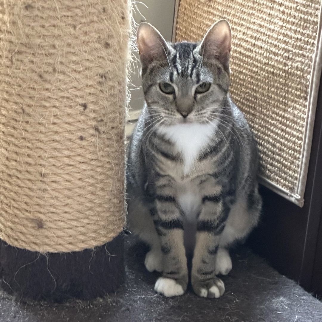 Eden, a Adoptable Tabby in Philadelphia, PA image 2/6