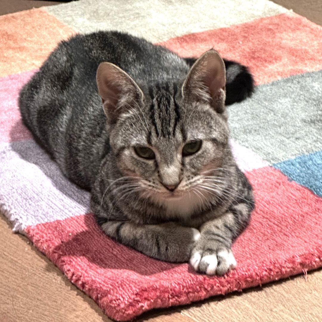 Eden, a Adoptable Tabby in Philadelphia, PA image 3/6