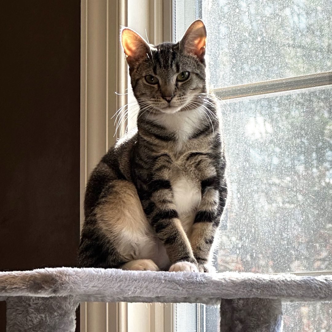 Eden, a Adoptable Tabby in Philadelphia, PA image 4/6