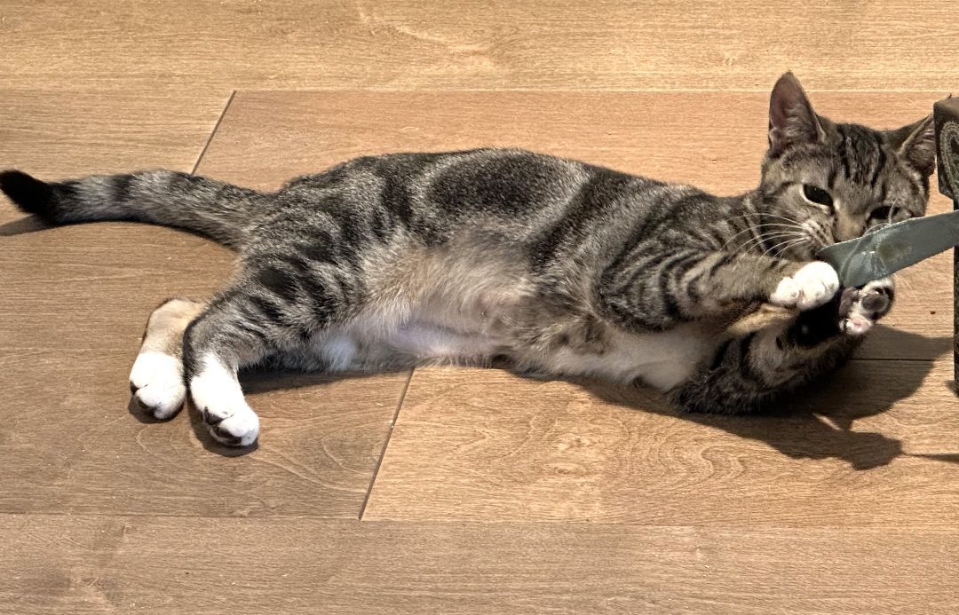 Eden, a Adoptable Tabby in Philadelphia, PA image 5/6