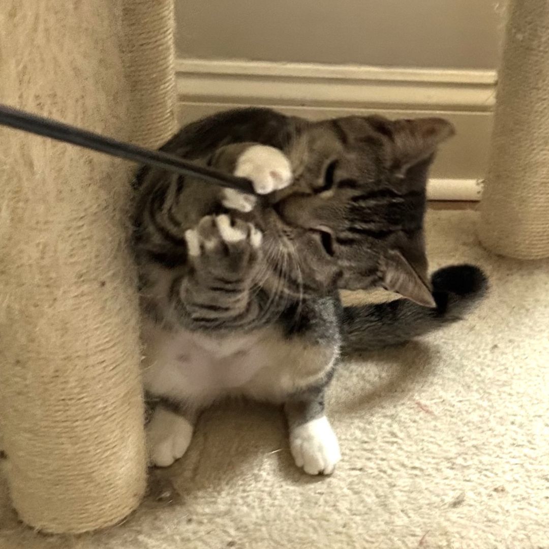 Eden, a Adoptable Tabby in Philadelphia, PA image 6/6