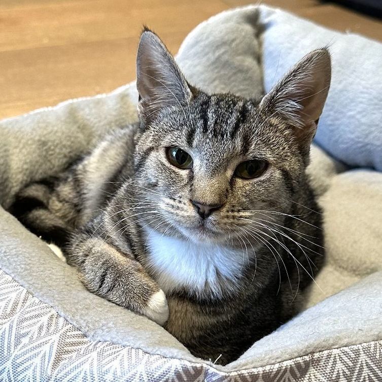 Eden, Adoptable, Adult Female Tabby.