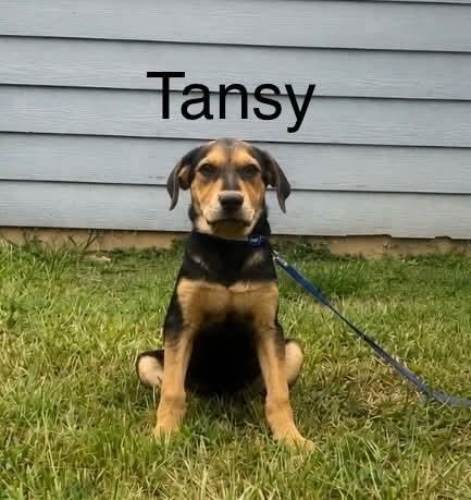 Tansya, Adoptable, Puppy Female Retriever & Hound.