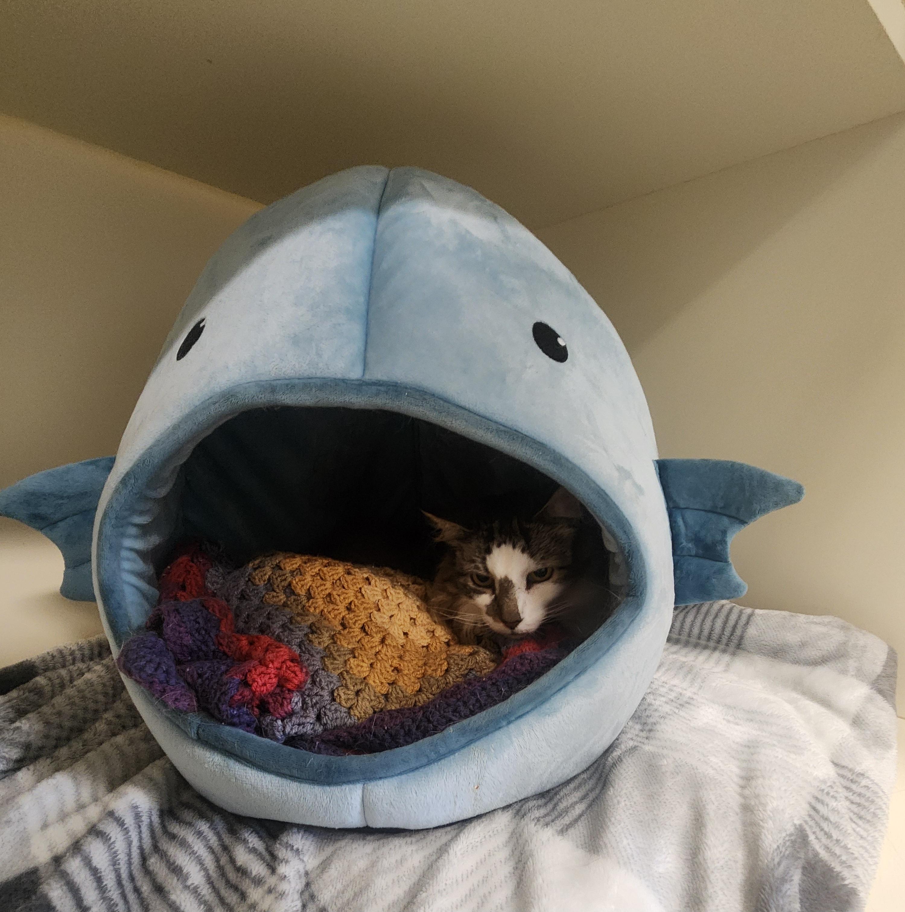 Enlarge Bruce, a ADOPTABLE Domestic Medium Hair in Sewaren, NJ image 2/3