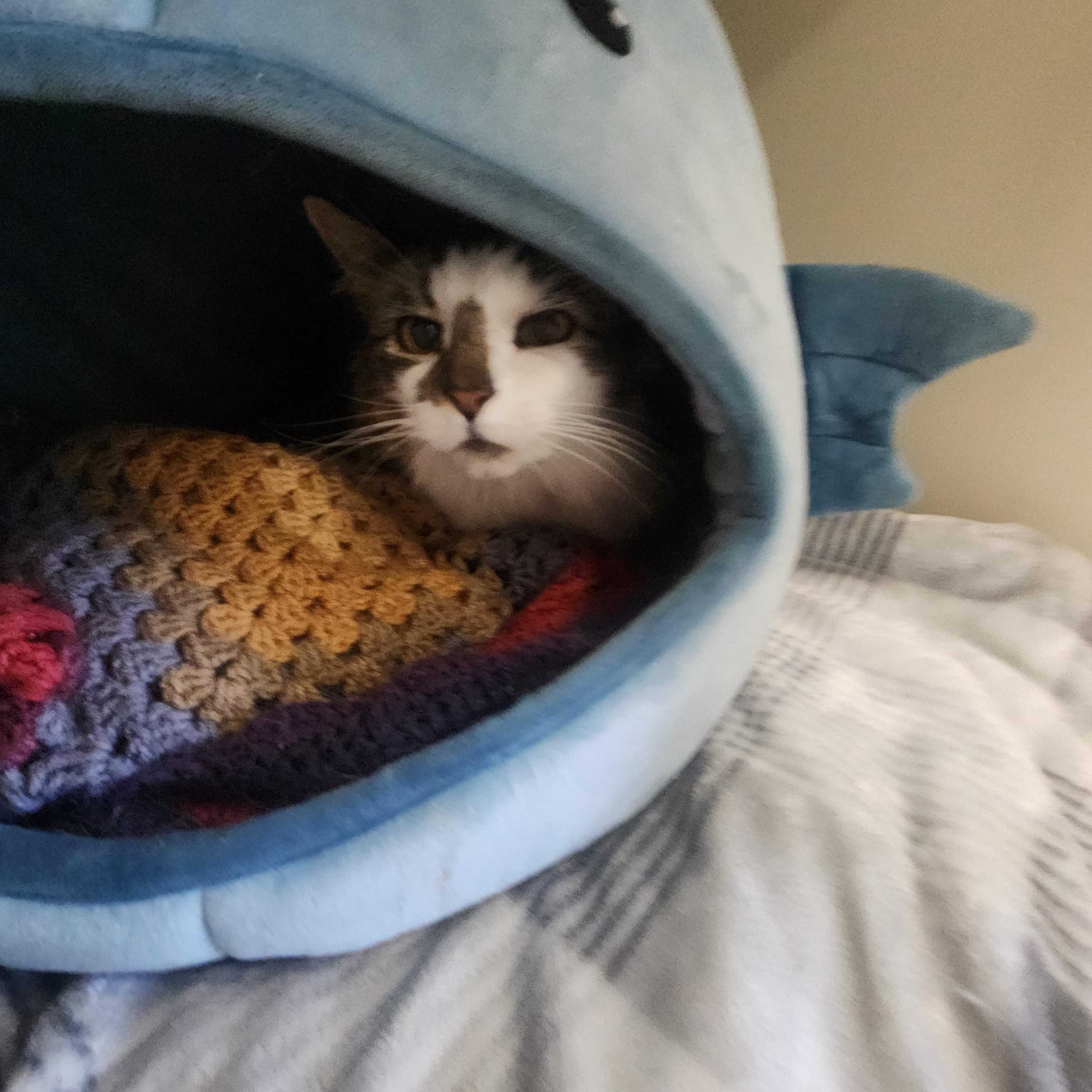 Enlarge Bruce, a ADOPTABLE Domestic Medium Hair in Sewaren, NJ image 1/3