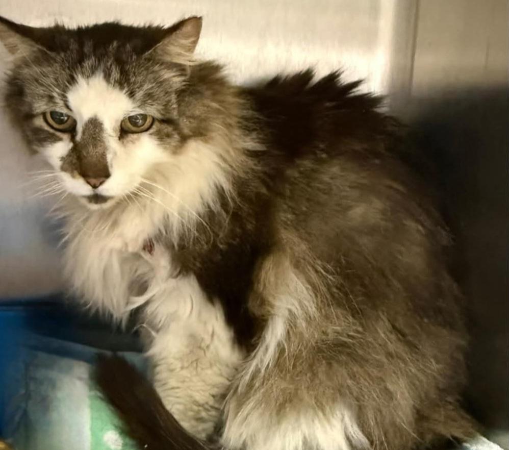 Enlarge Bruce, a ADOPTABLE Domestic Medium Hair in Sewaren, NJ image 3/3