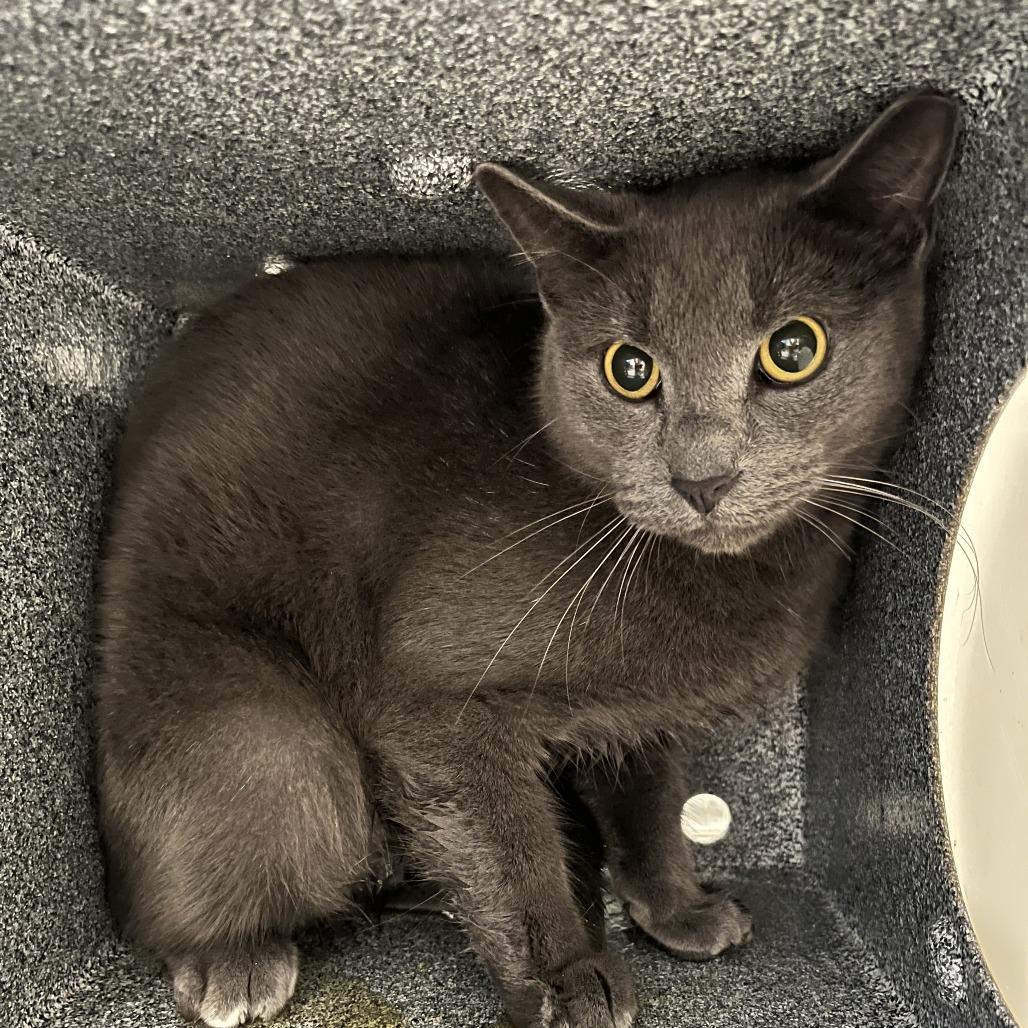 Enlarge Double Cheeseburger, a Adoptable Domestic Short Hair in Sarasota, FL image 1/2