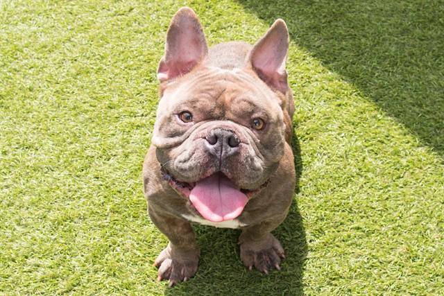 Enlarge TAZ, a Adoptable mixed breed in Santa Monica, CA image 1/1