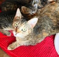 Summer Birdie, Adoptable, Adult Female Domestic Short Hair.