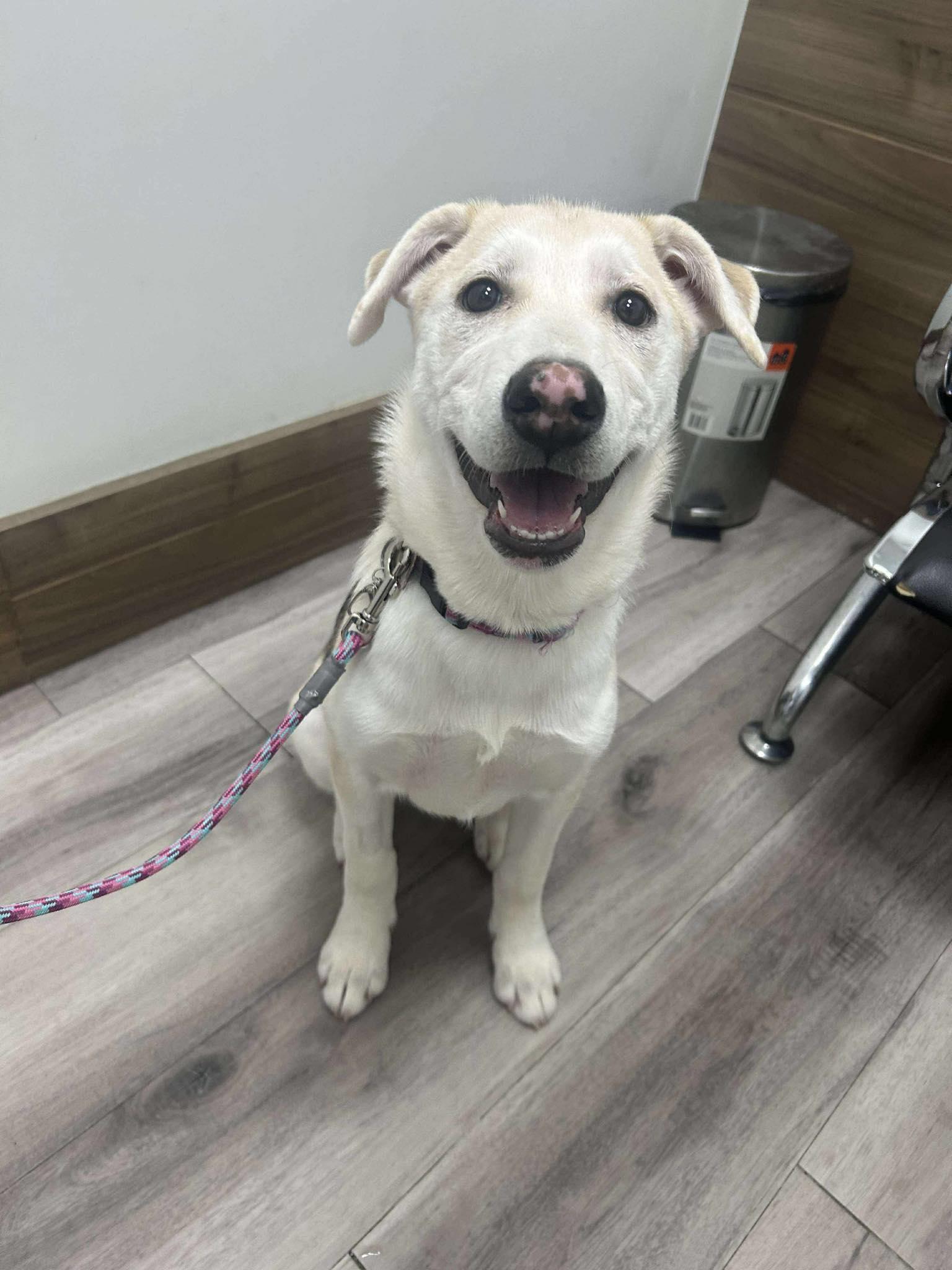 Enlarge Ceilidh 25-236, a ADOPTABLE mixed breed in Westmeath, ON image 1/1