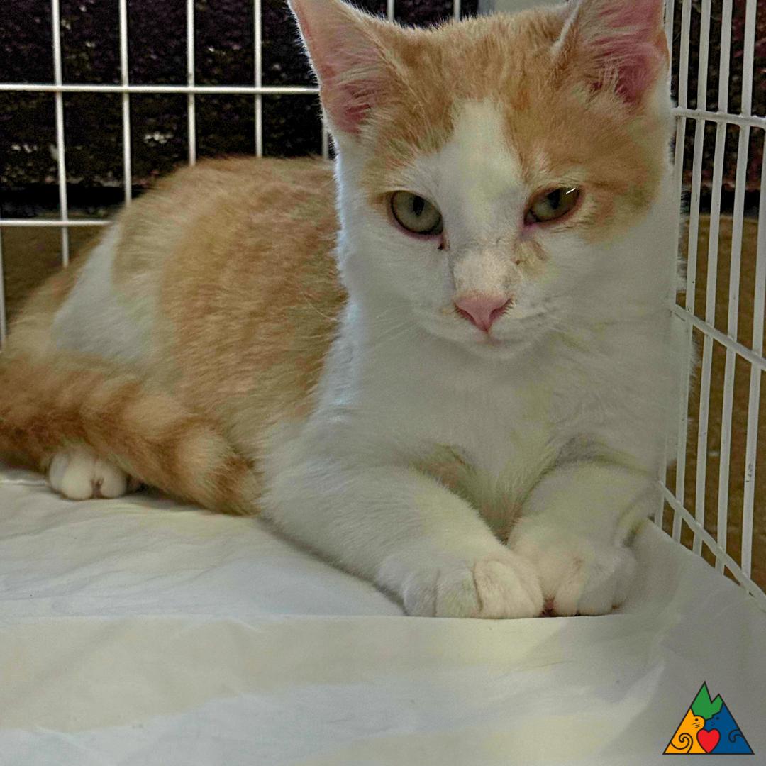 Jack, an adoptable Domestic Short Hair in Douglas, WY, 82633 | Photo Image 4