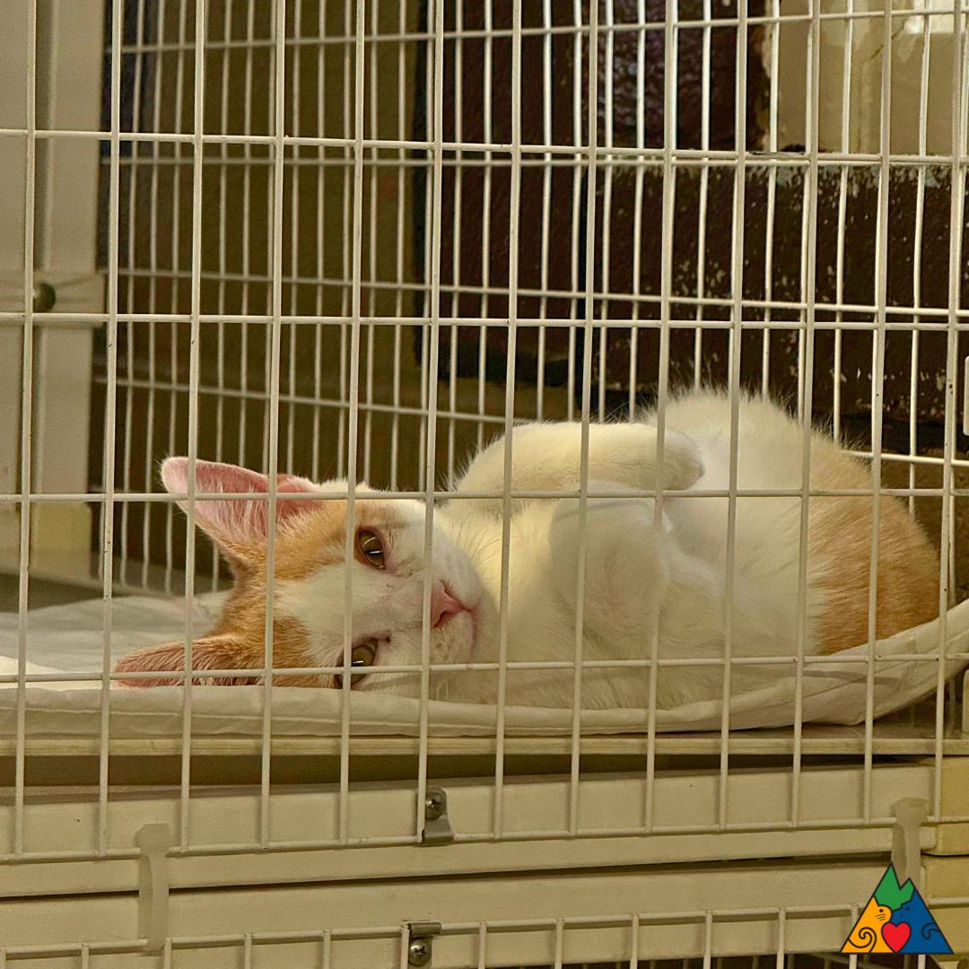 Jack, an adoptable Domestic Short Hair in Douglas, WY, 82633 | Photo Image 1