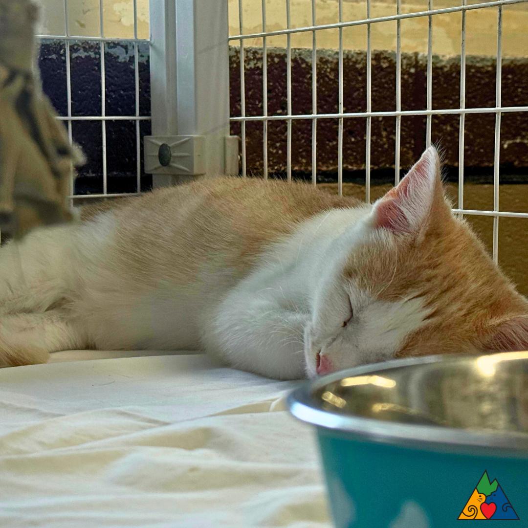 Jack, a Adoptable Domestic Short Hair in Douglas, WY image 3/4