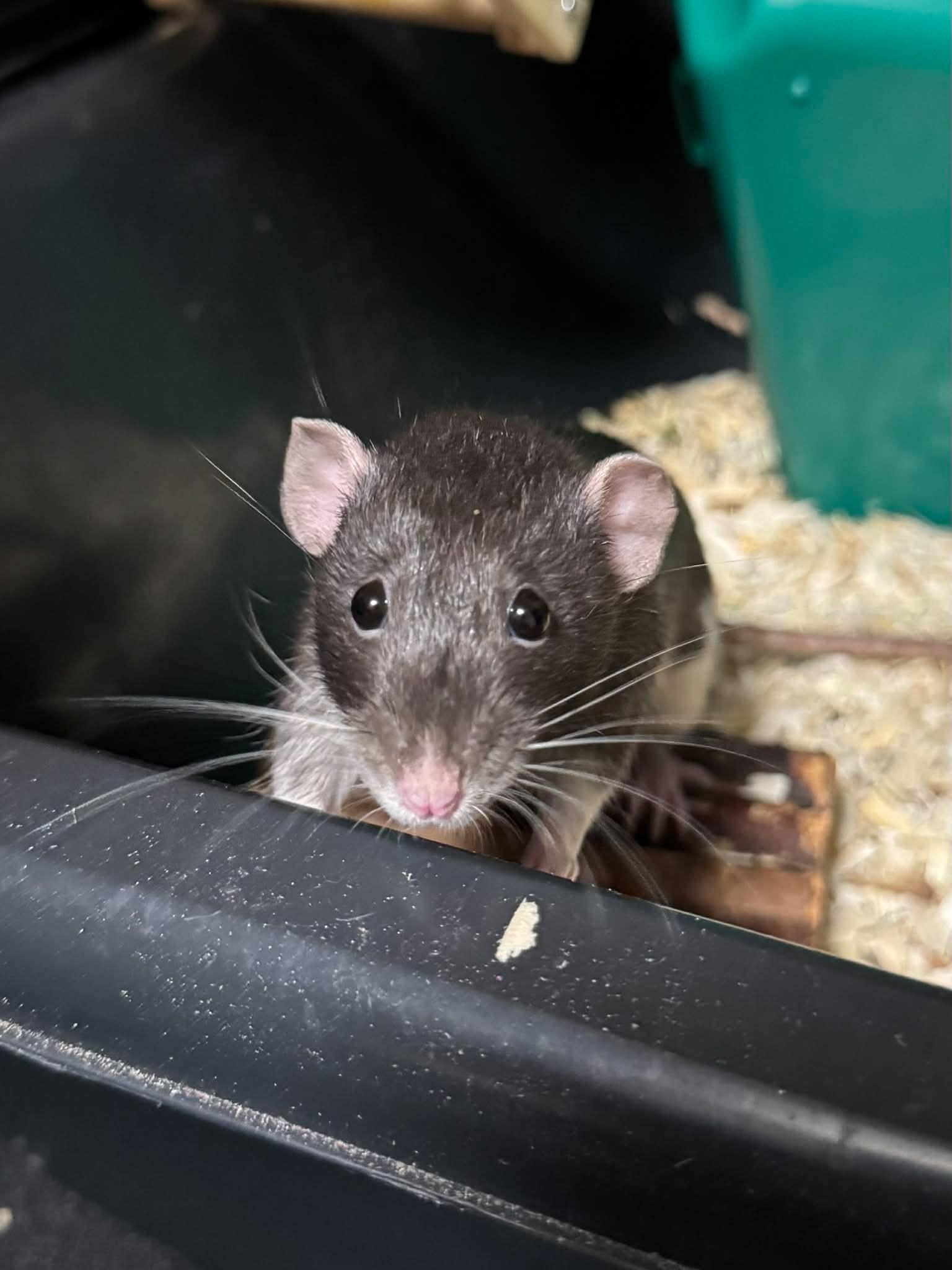 Enlarge Natalya & Talia, a ADOPTABLE Rat in Eugene, OR image 1/6