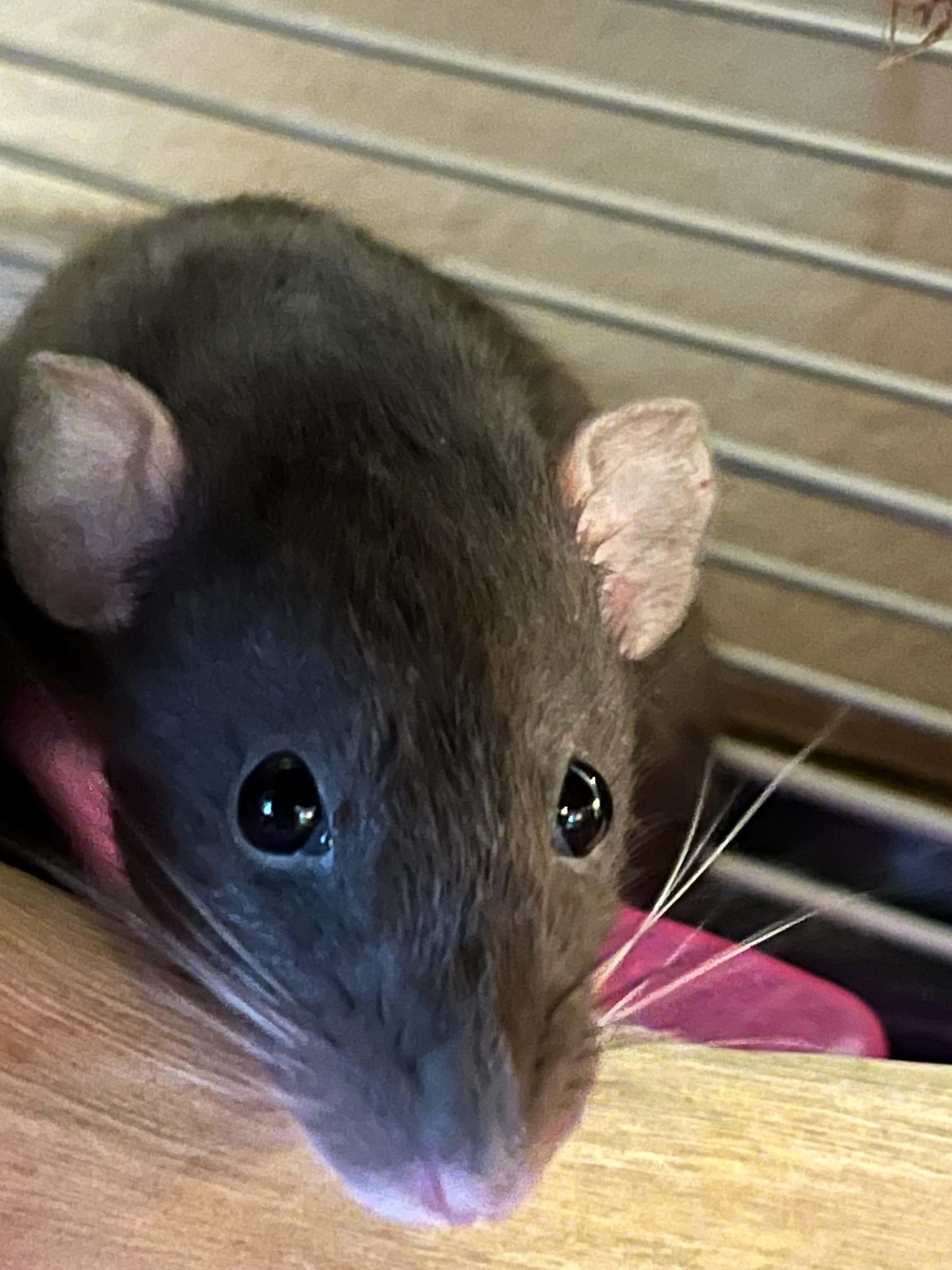 Enlarge Natalya & Talia, a ADOPTABLE Rat in Eugene, OR image 5/6