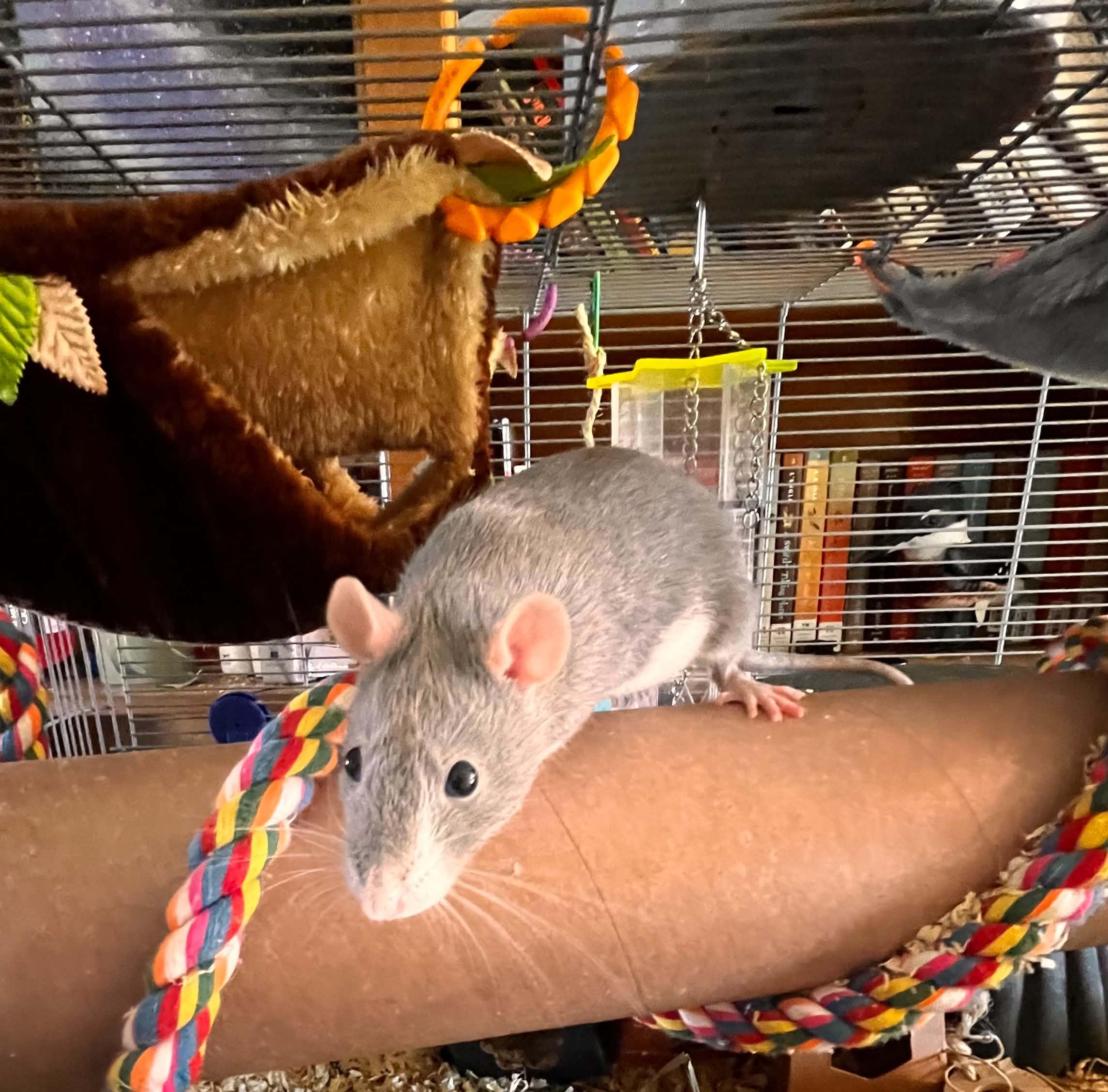 Enlarge Natalya & Talia, a ADOPTABLE Rat in Eugene, OR image 3/6