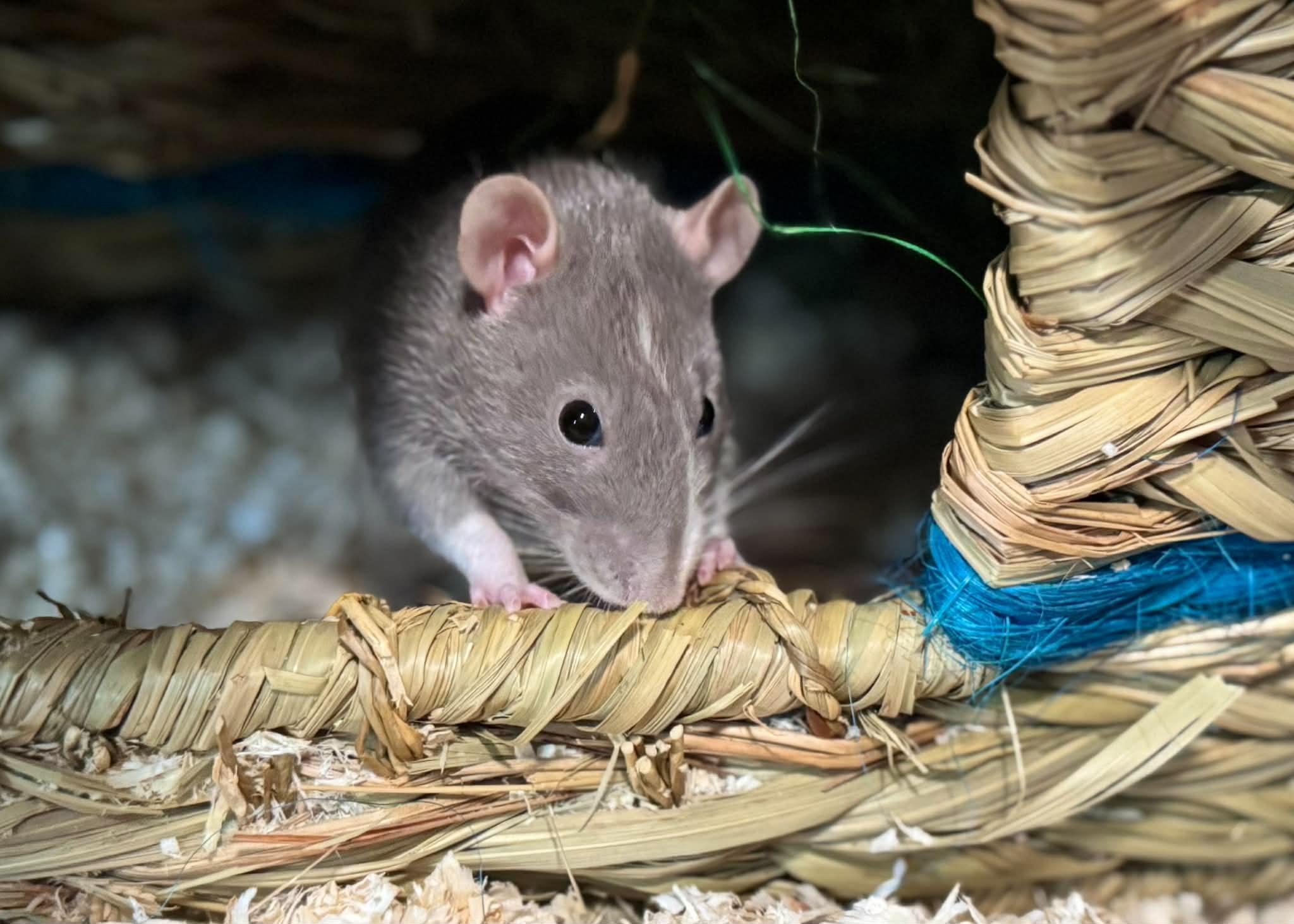 Enlarge Natalya & Talia, a ADOPTABLE Rat in Eugene, OR image 4/6