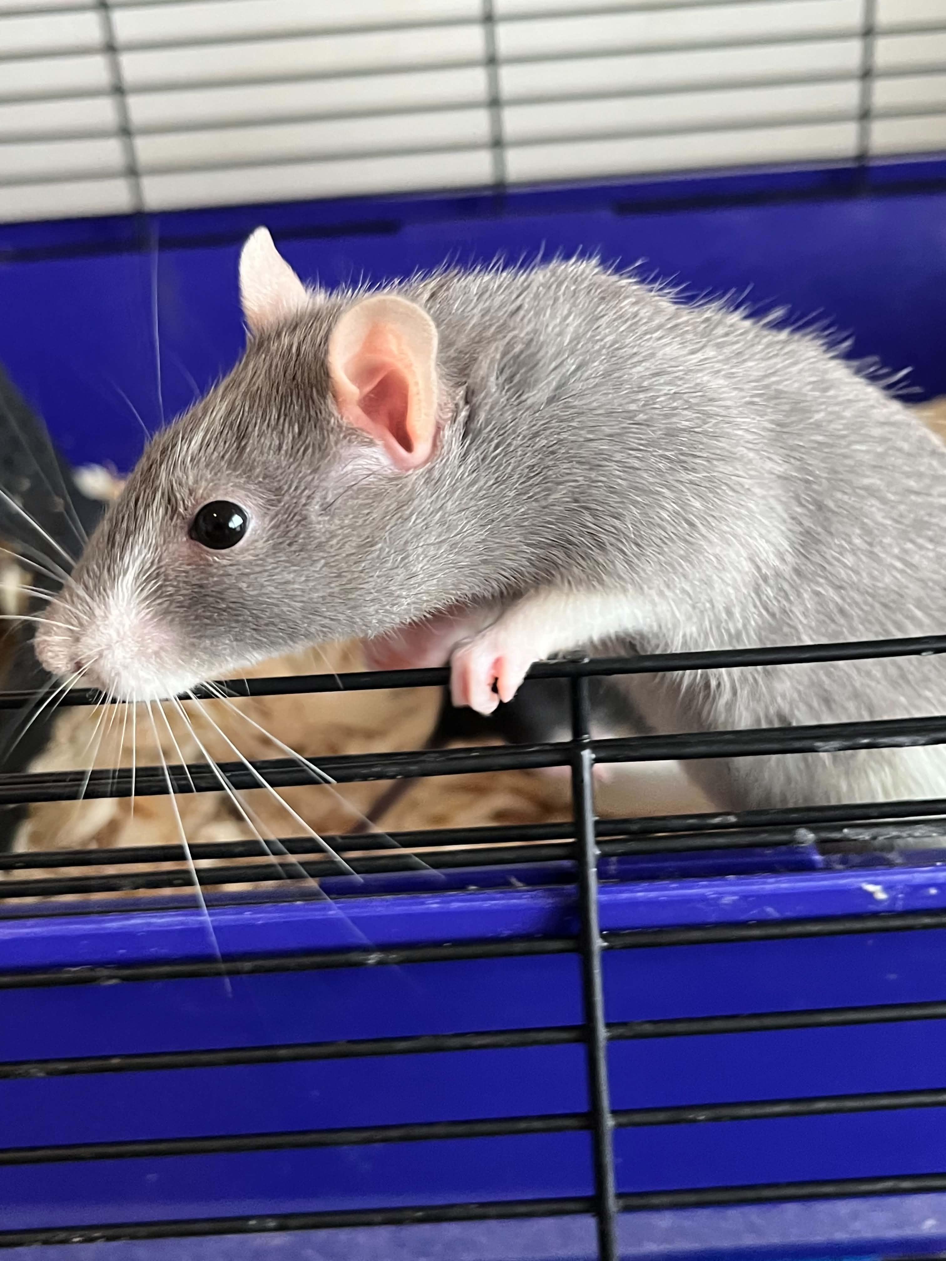Enlarge Natalya & Talia, a ADOPTABLE Rat in Eugene, OR image 2/6