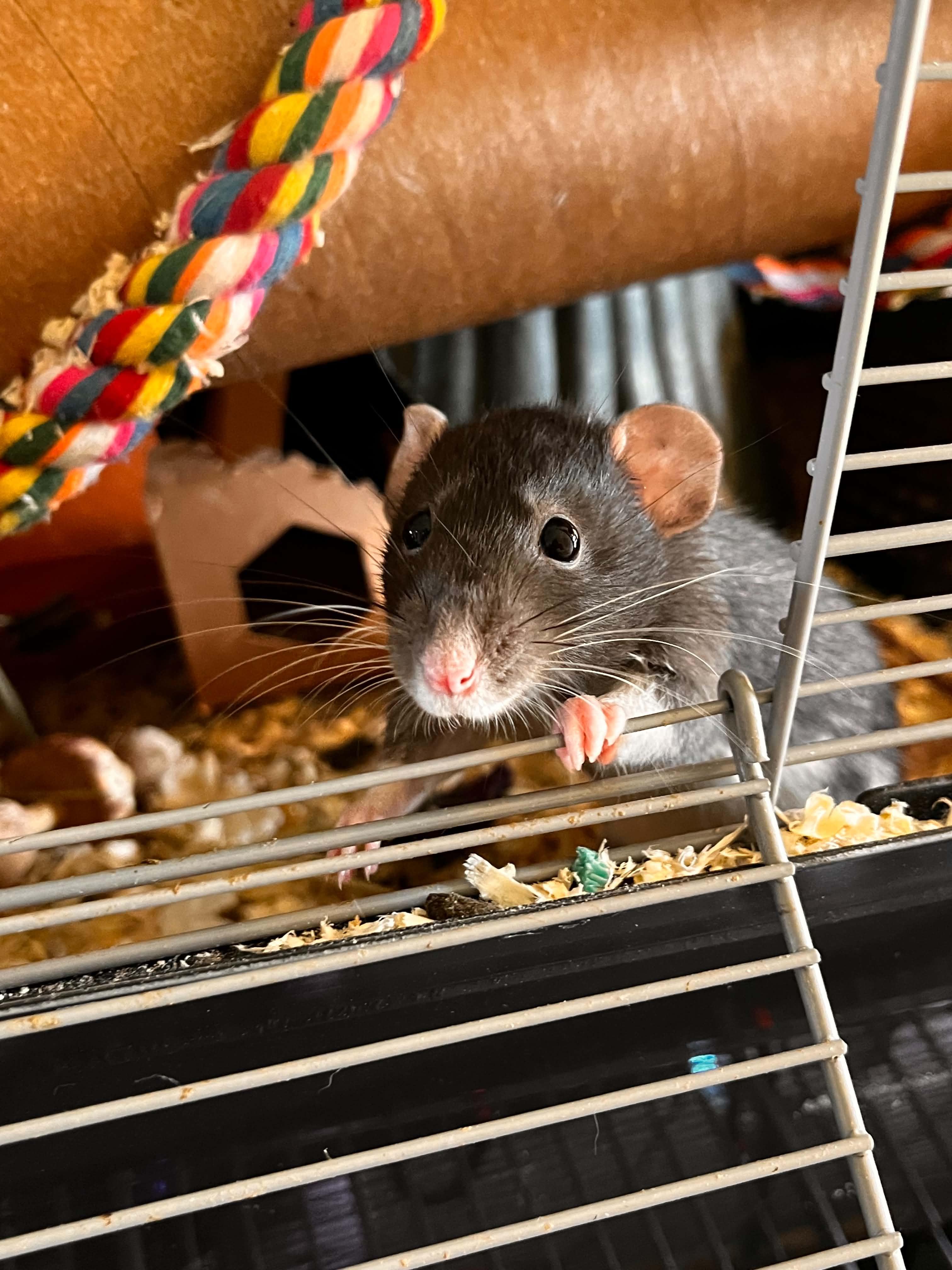 Enlarge Natalya & Talia, a ADOPTABLE Rat in Eugene, OR image 6/6