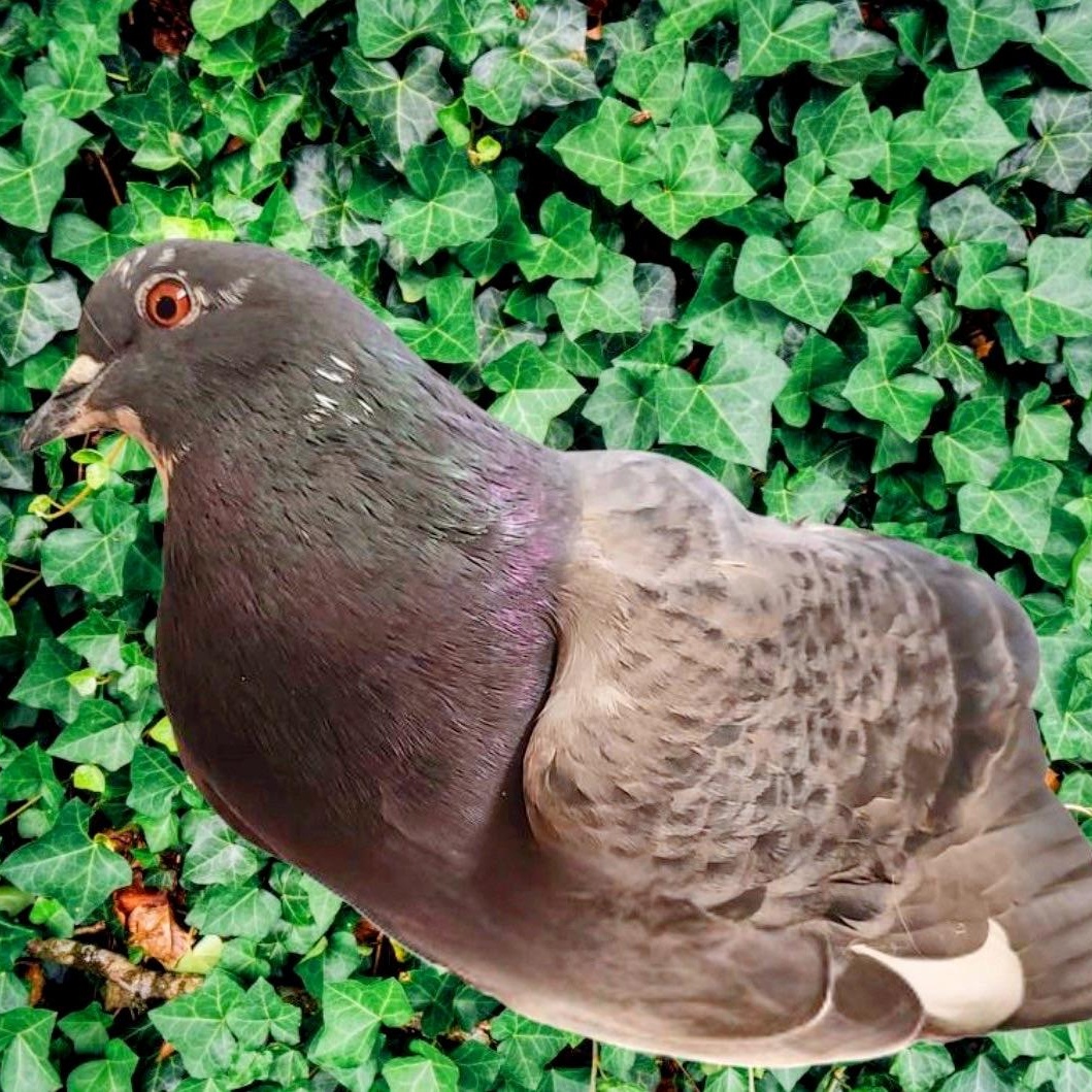 Enlarge Latke, an adoptable Pigeon in Chicago, IL image 1/3