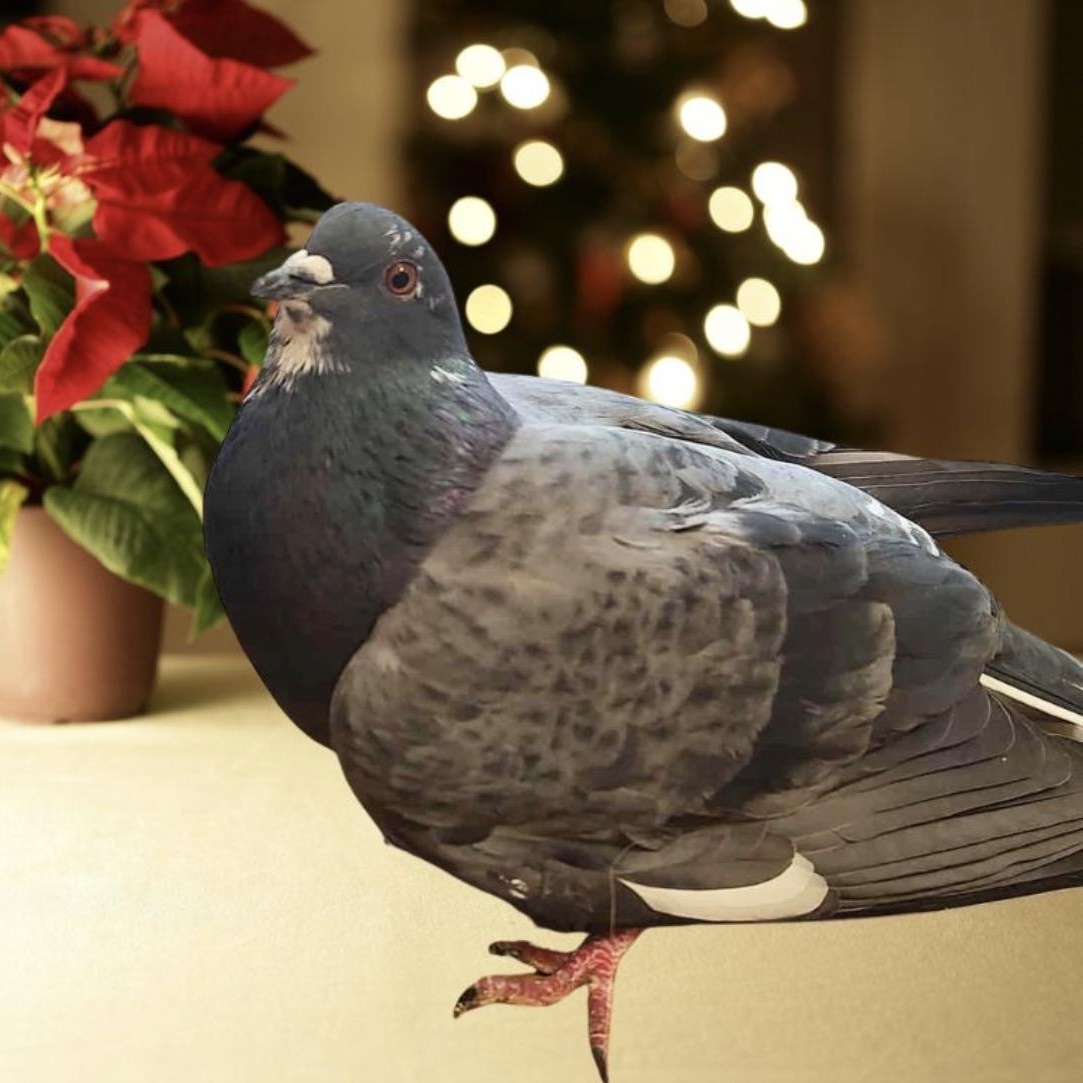 Enlarge Latke, an adoptable Pigeon in Chicago, IL image 2/3