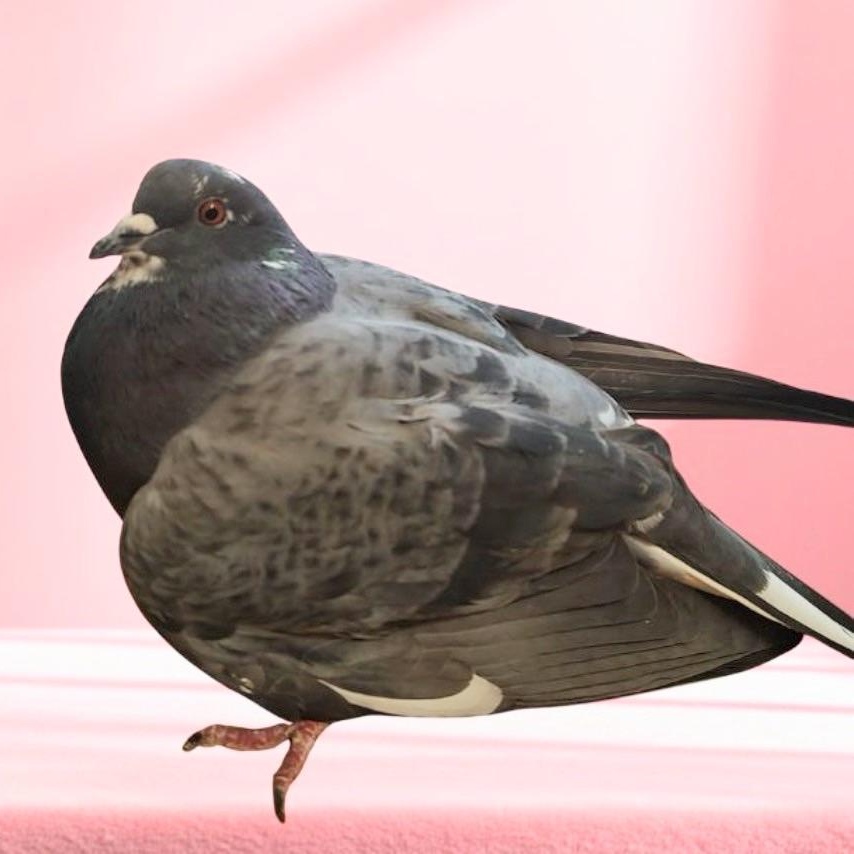 Enlarge Latke, an adoptable Pigeon in Chicago, IL image 3/3