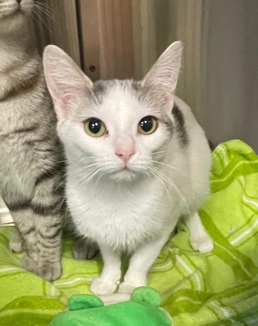 Enlarge Tulip, a ADOPTABLE Domestic Short Hair in Prudenville, MI image 1/1