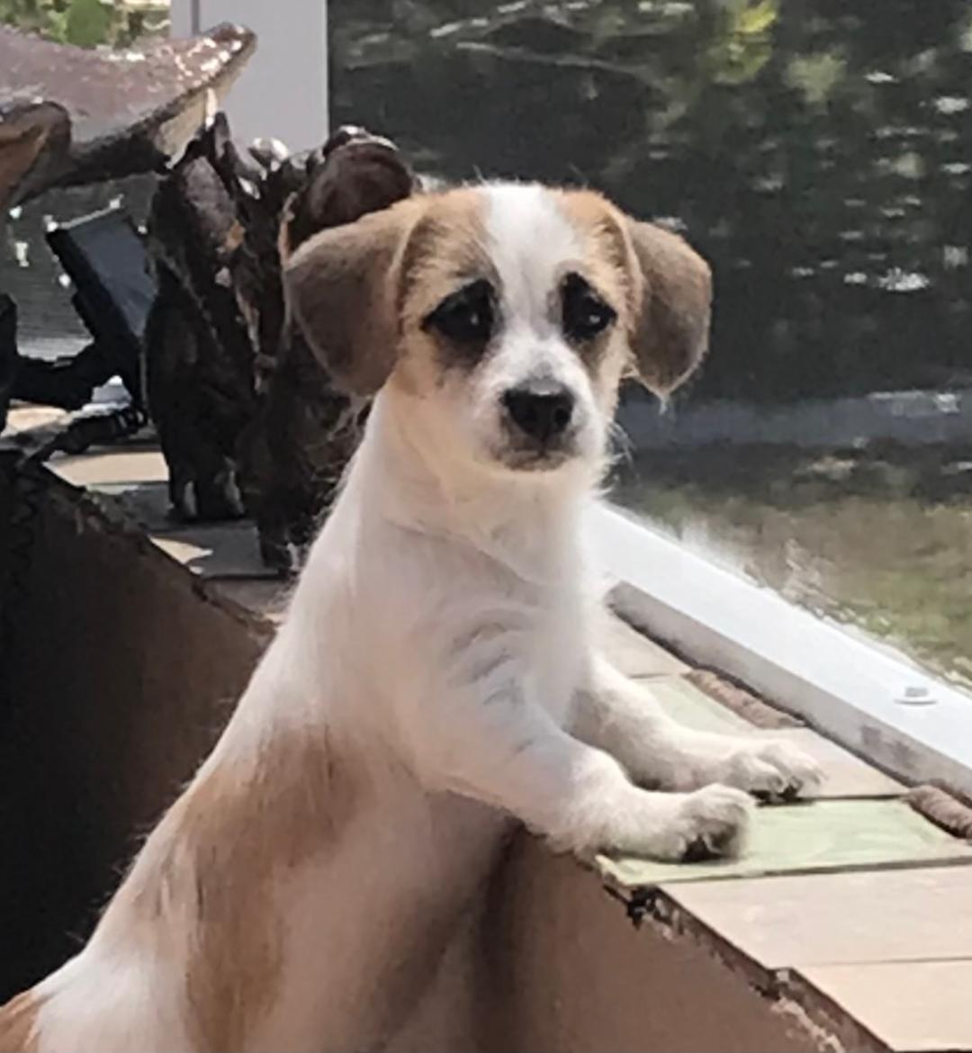 Sadie, ADOPTABLE, Young Male Fox Terrier.
