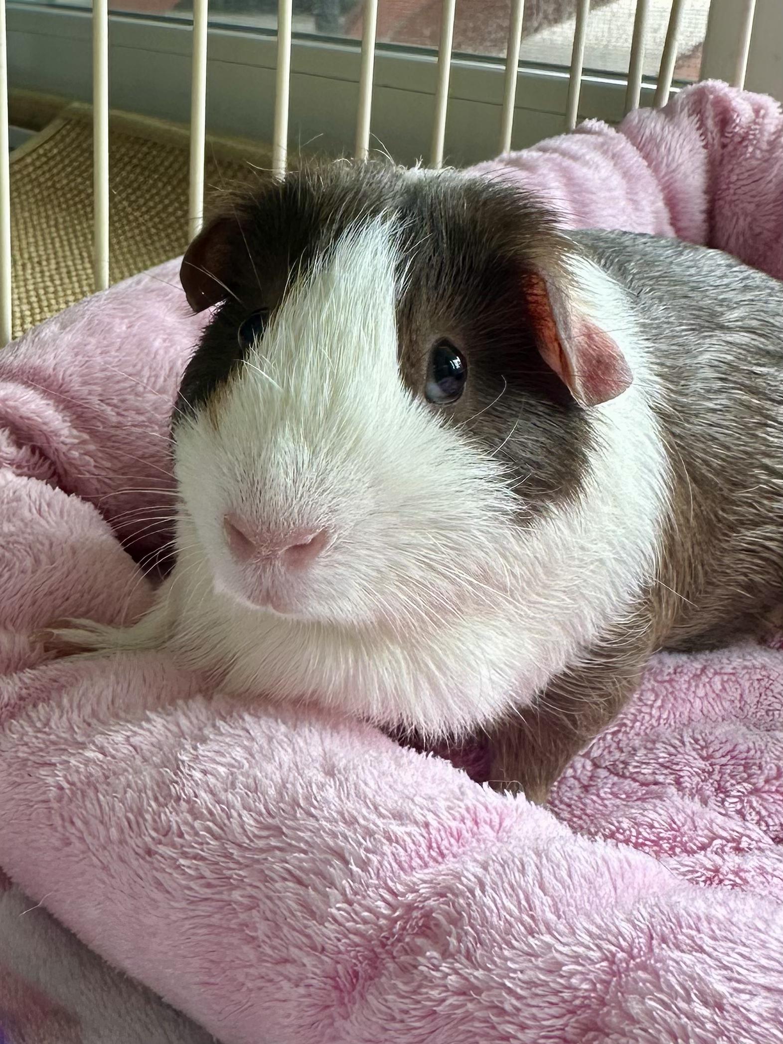Enlarge Paisley Pig, a ADOPTABLE mixed breed in Pasco, WA image 4/4