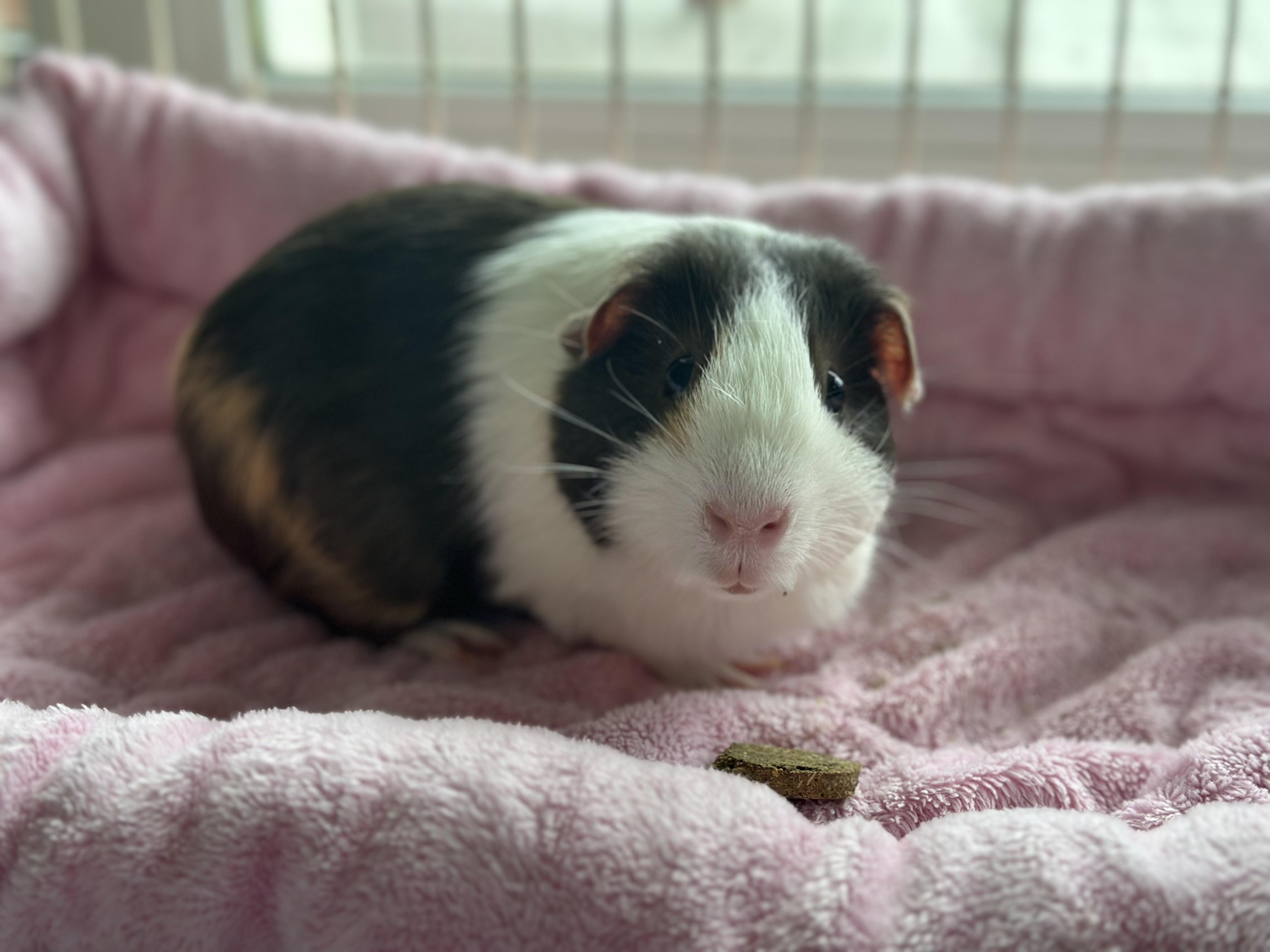 Enlarge Paisley Pig, a ADOPTABLE mixed breed in Pasco, WA image 2/4
