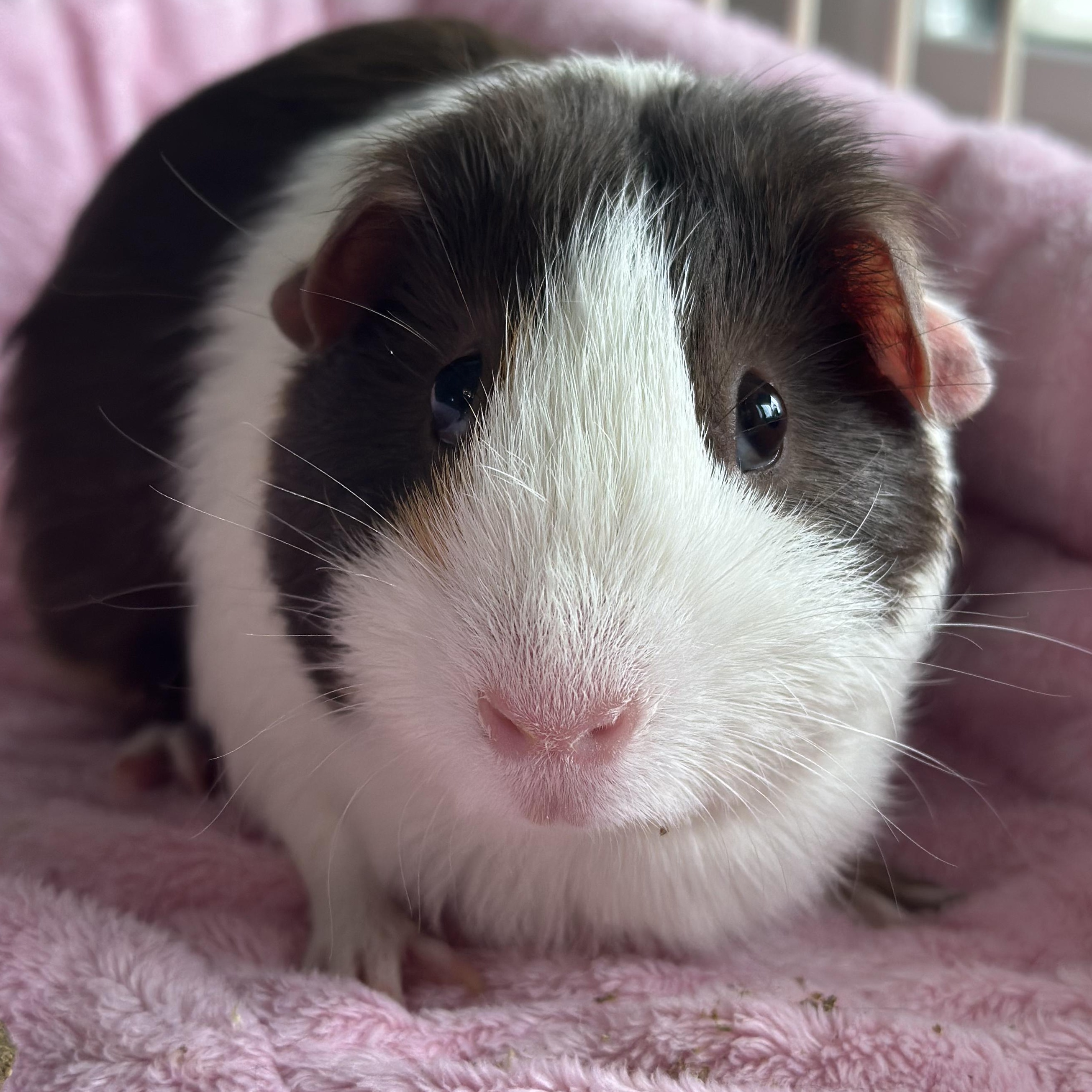 Enlarge Paisley Pig, a ADOPTABLE mixed breed in Pasco, WA image 1/4