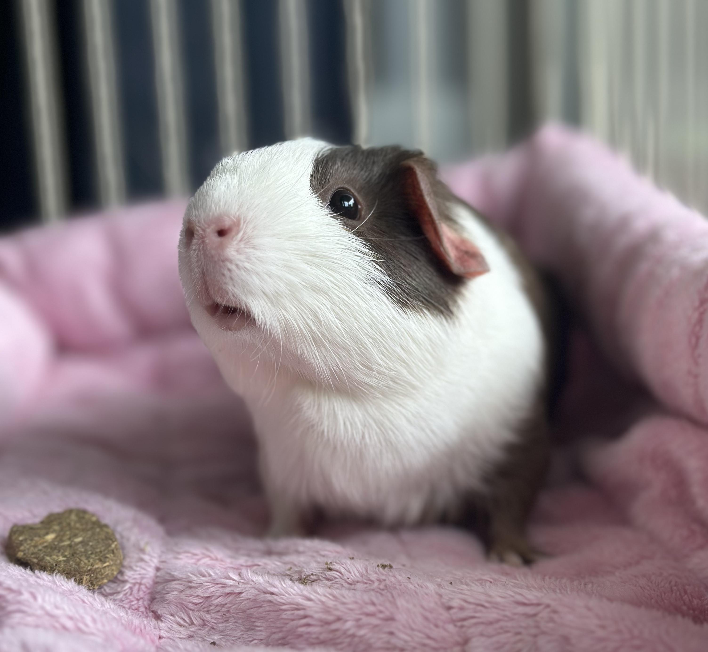 Enlarge Paisley Pig, a ADOPTABLE mixed breed in Pasco, WA image 3/4