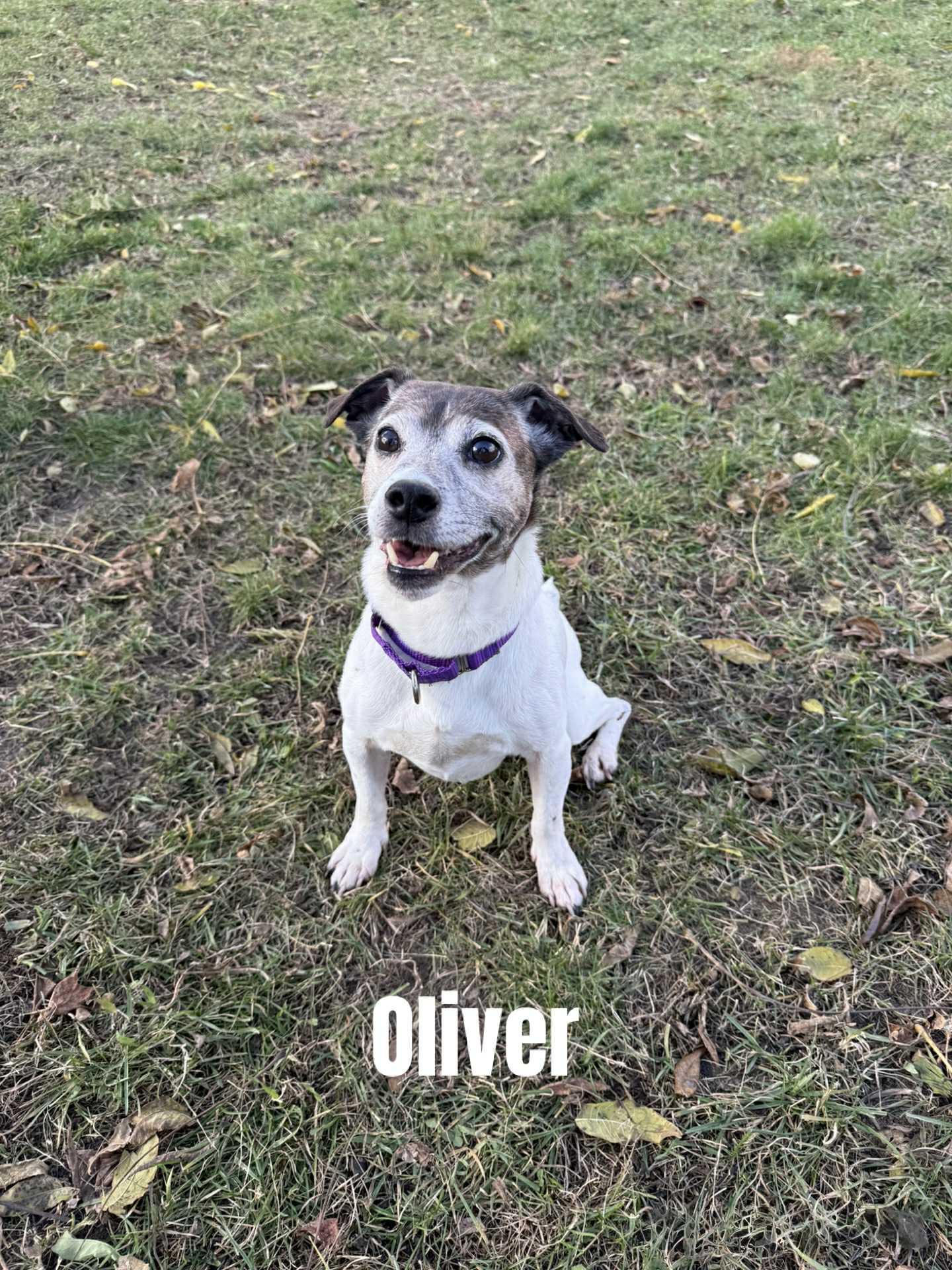 Oliver