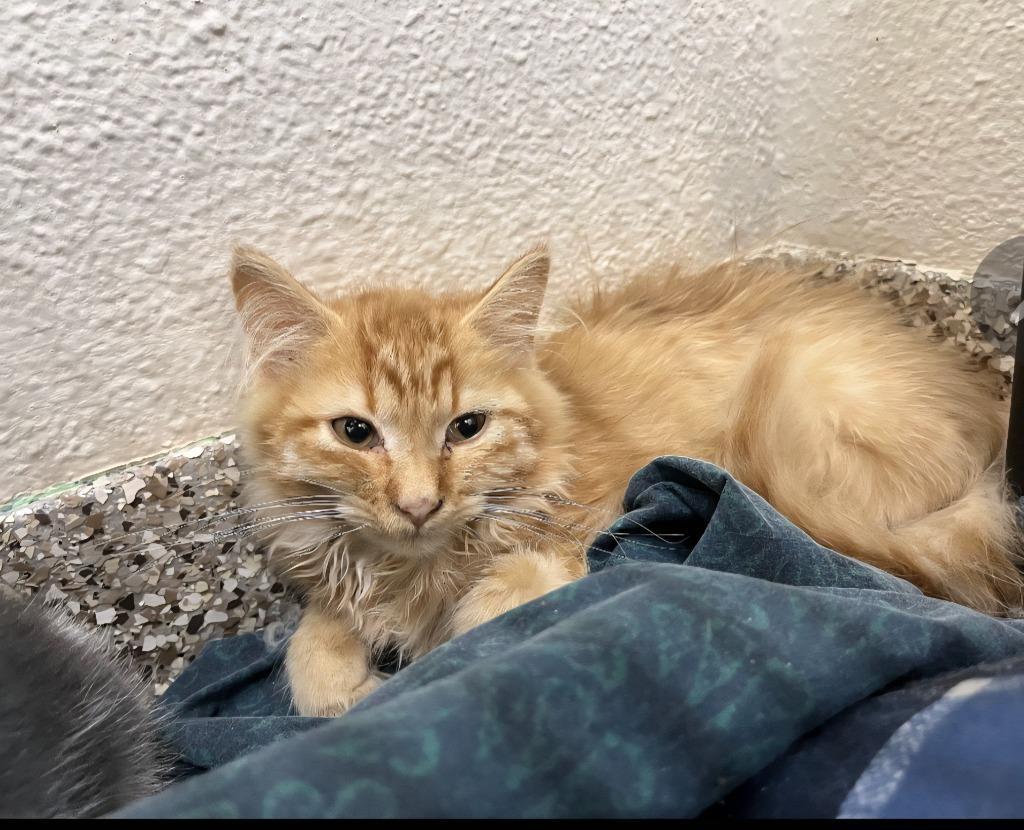 Astra, Adoptable, Young Female Domestic Medium Hair.