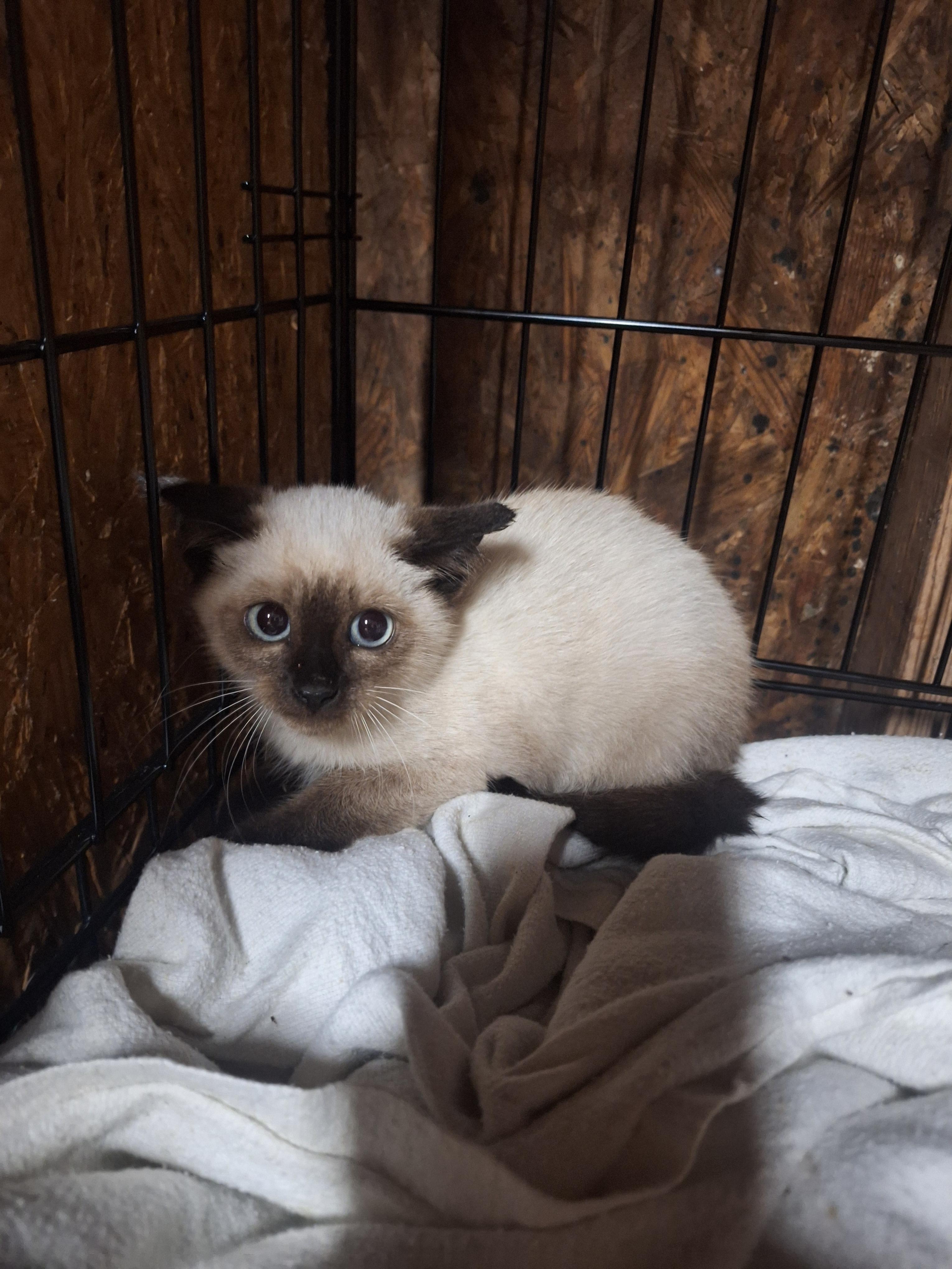Am, Adopted, Kitten Female Siamese.