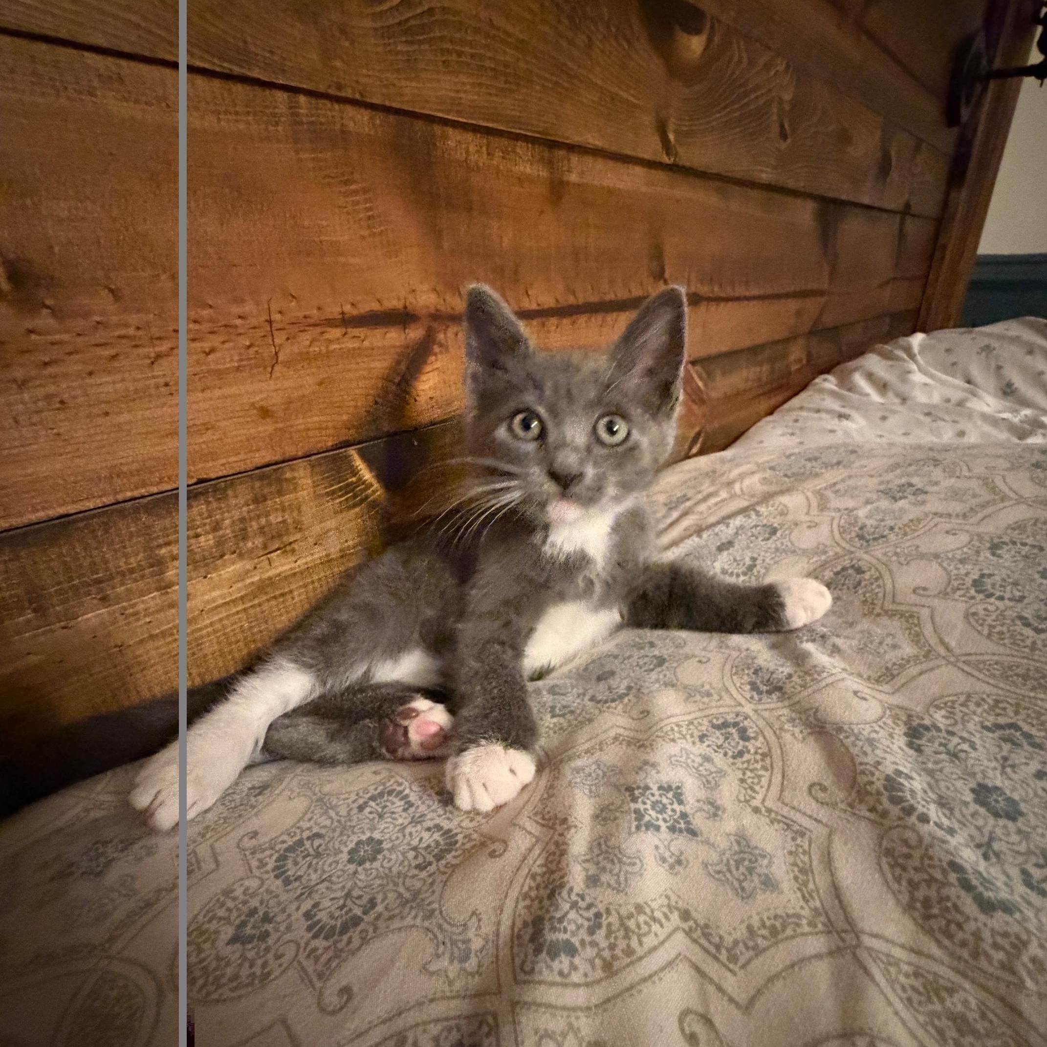 Enlarge Tink , a ADOPTABLE mixed breed in Orange, CA image 4/5